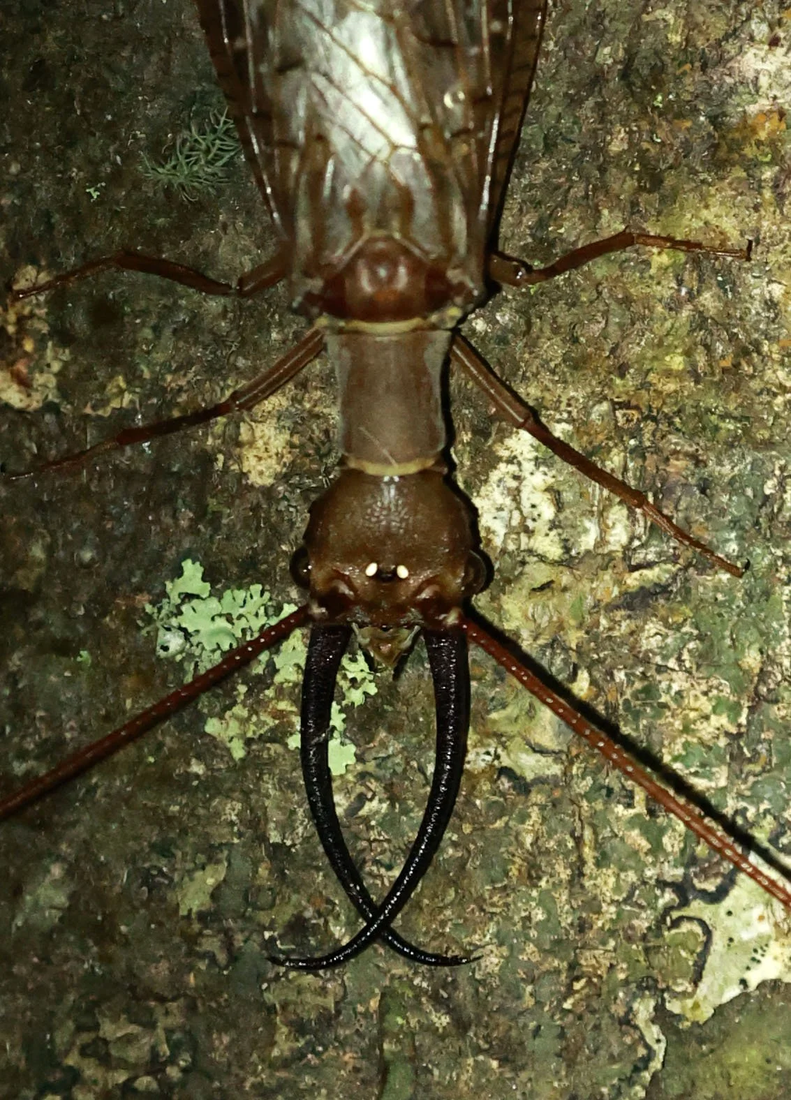 Dobsonfly - San Isidro Lodge, Ecuador  (2).jpg