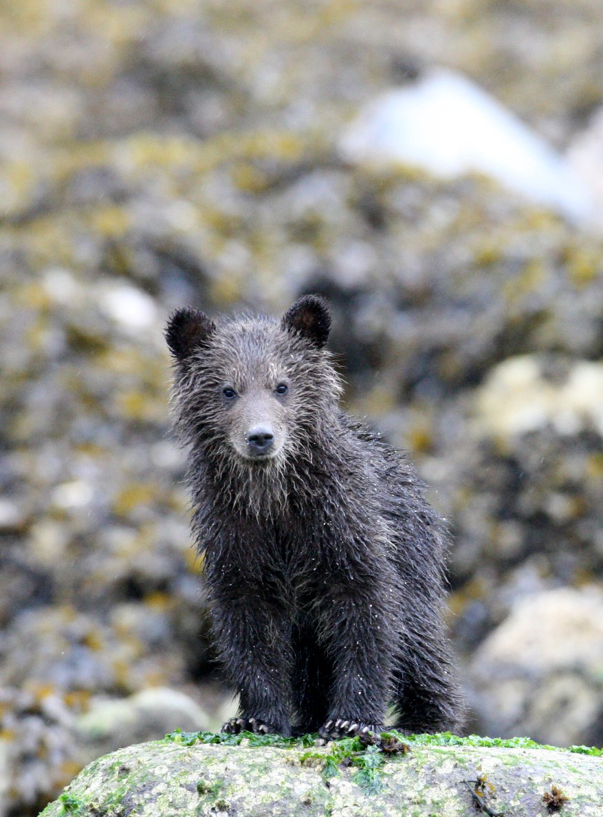Ursus arctos stikeenensis - STICKEEN'S GRIZZLY BEAR - MOM AND HER FIRST YEAR CUBS - KNIGHT'S INLET BRITISH COLUMBIA (130).JPG