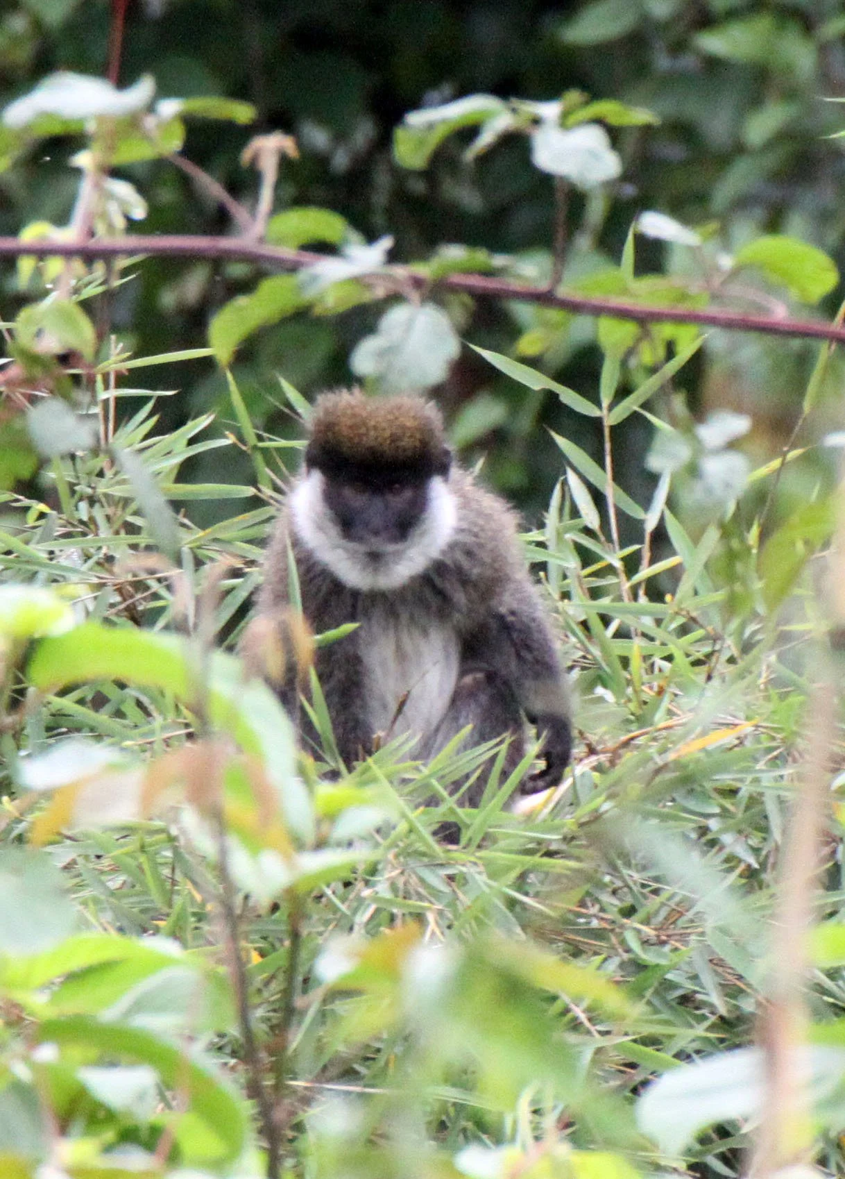 CERCOPITHECIDAE - Chlorocebus djamdjamensis - BALE MONKEY - HARENNA FOREST BALE MOUNTAINS NATIONAL PARK ETHIOPIA (306).JPG