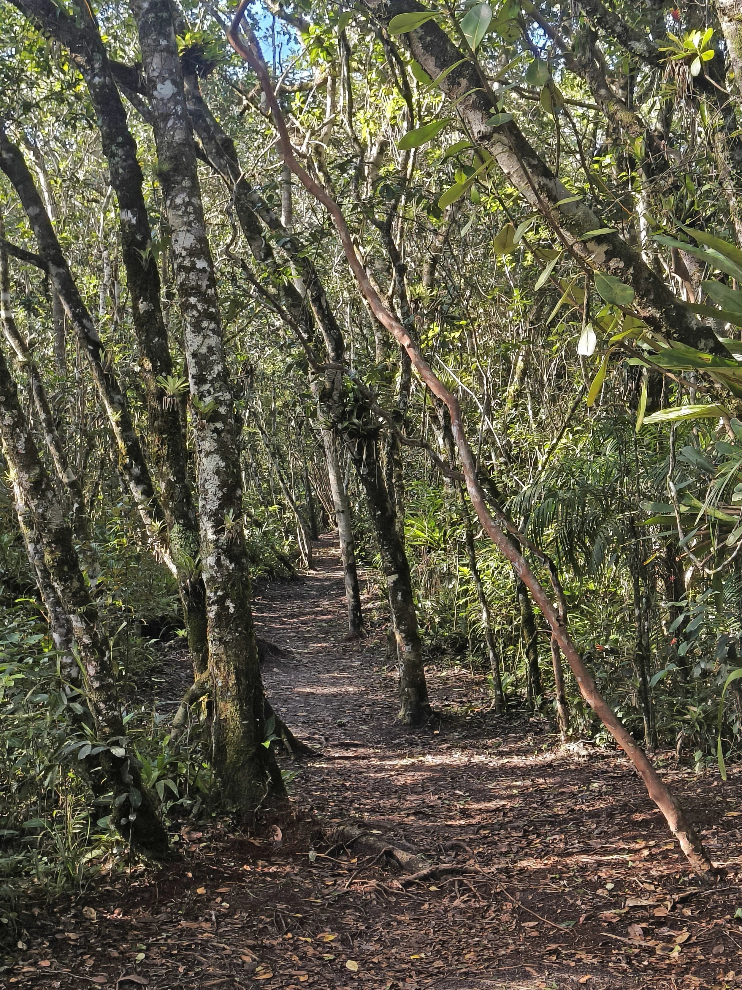 Superagüi National Park, Brazil