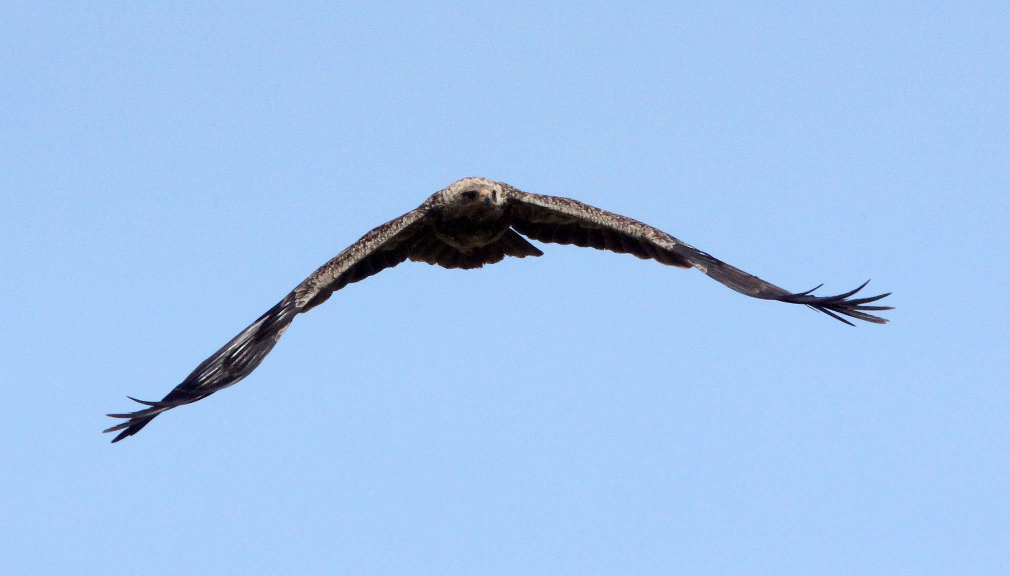 Aquila rapax - TAWNY EAGLE - BALE MOUNTAINS NATIONAL PARK ETHIOPIA (29).JPG