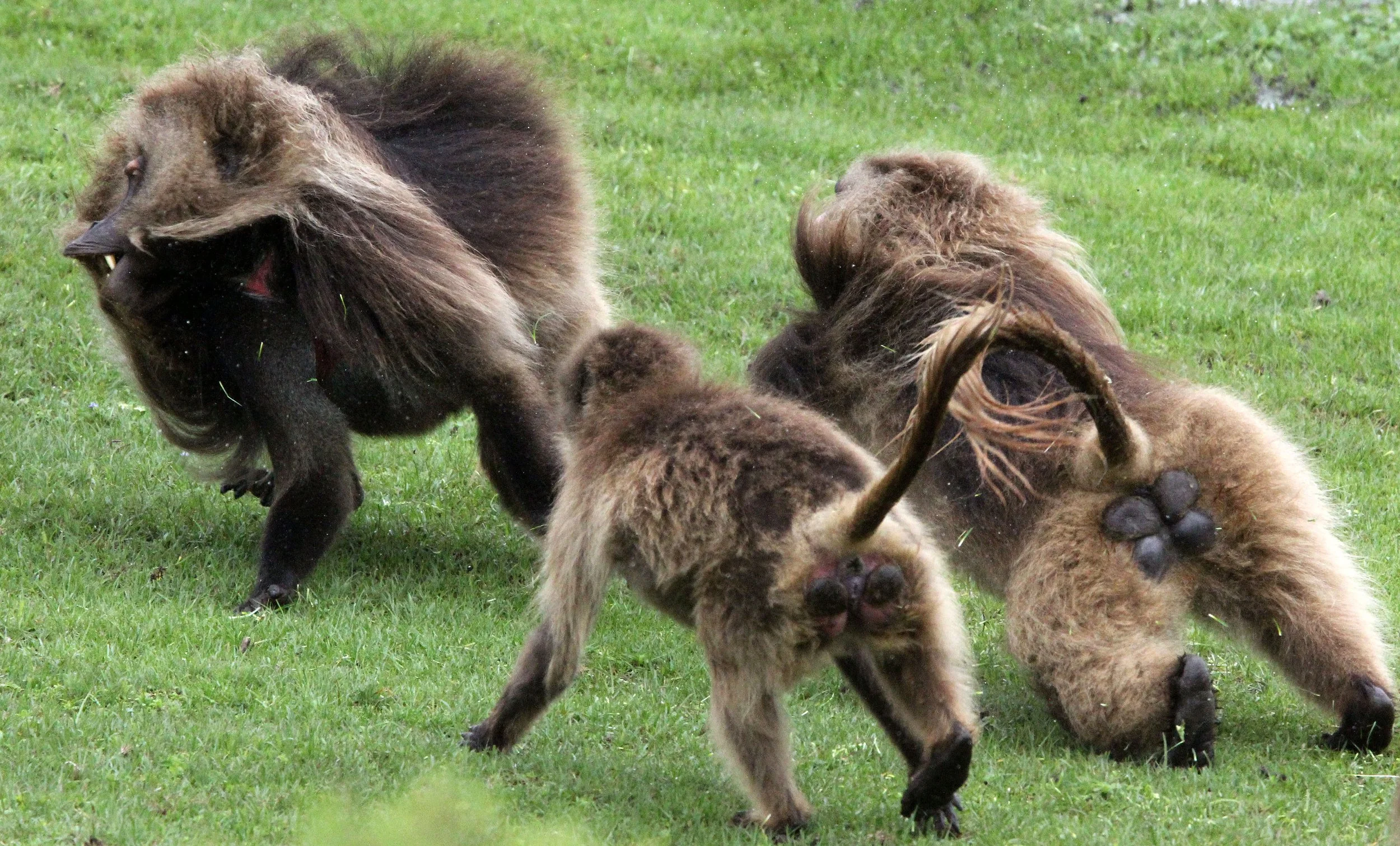 CERCOPITHECIDAE - Theropithecus gelada - GELADA - SIMIEN MOUNTAINS NATIONAL PARK ETHIOPIA (1706).JPG