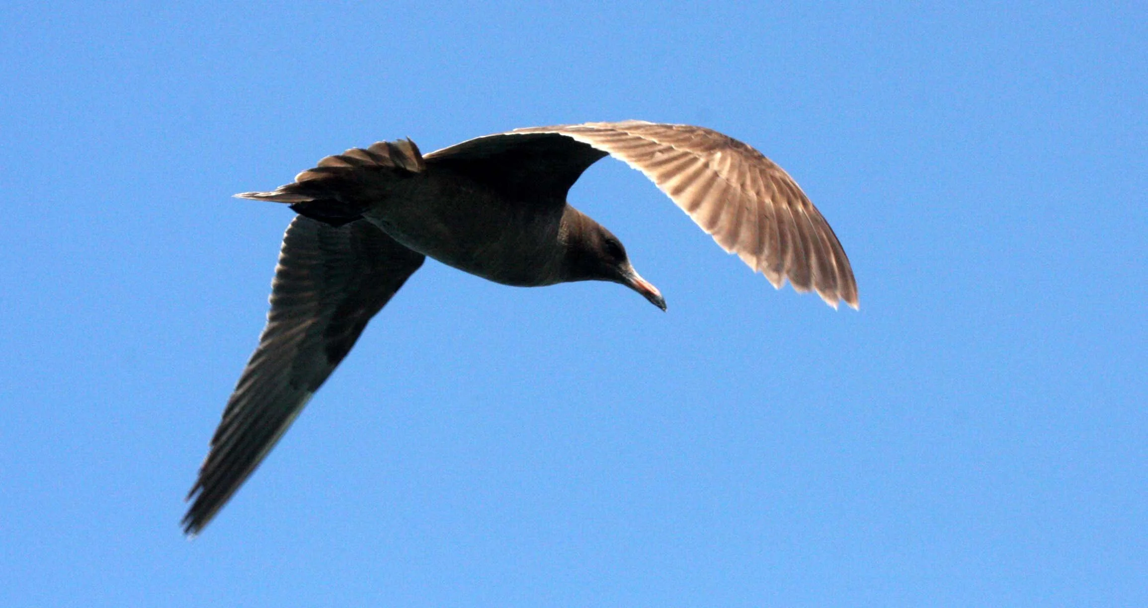 BIRD - GULL - HEERMANS GULL - SAN IGNACIO LAGOON BAJA MEXICO (9).JPG