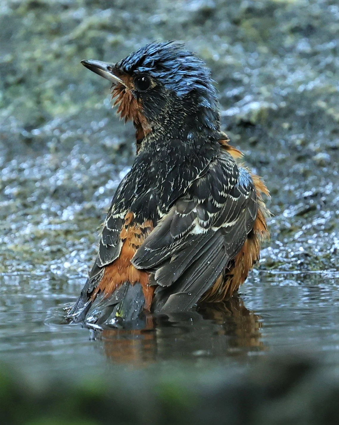 ROCK-THRUSH - WHITE-THROATED ROCK-THRUSH - Monticola gularis - WAT THAM PRATHUM CHONBURI March 2022 (90).jpg