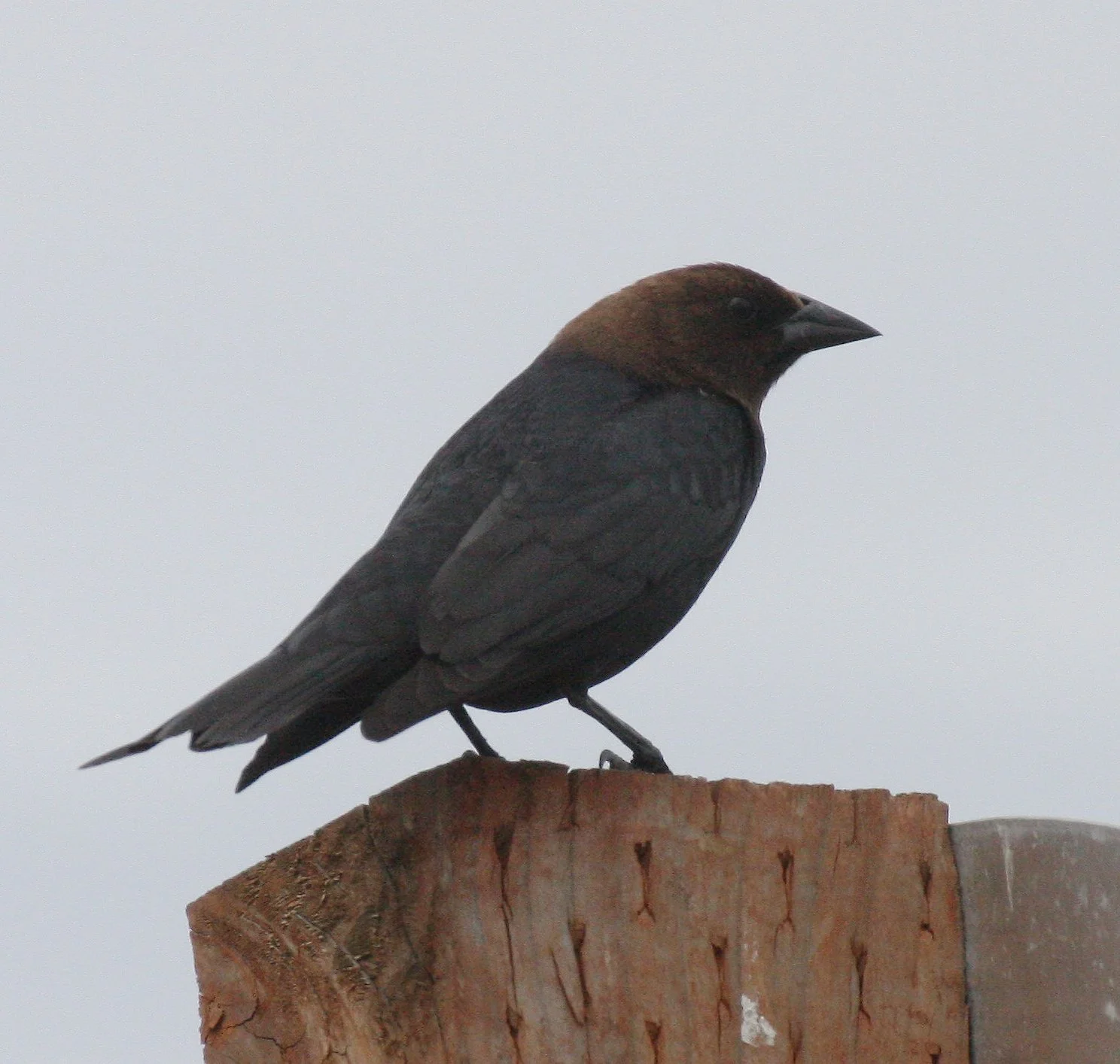 Brown-headed Cowbird (Molothrus ater) Dungeness Spit Washington (6).JPG