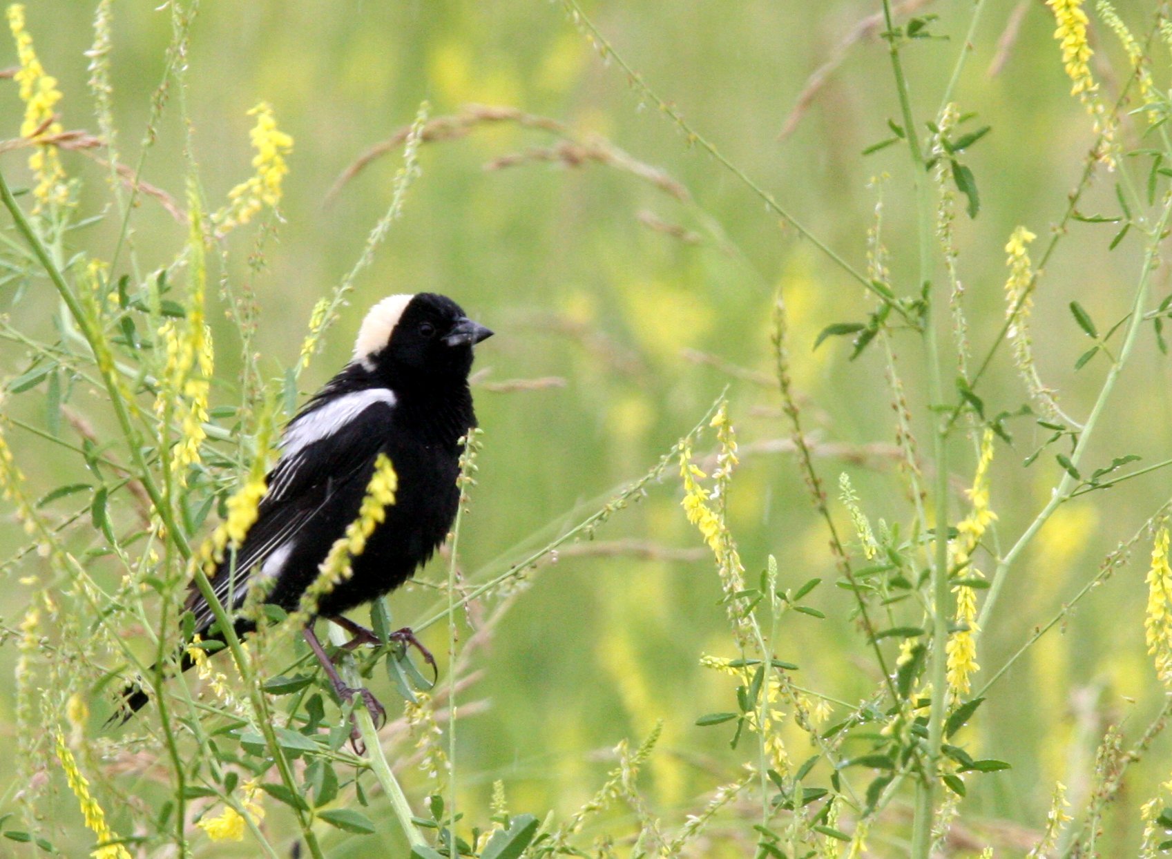 Bobolink (Dolichonyx oryzivorus) McKee Marsh Illinois (7).JPG