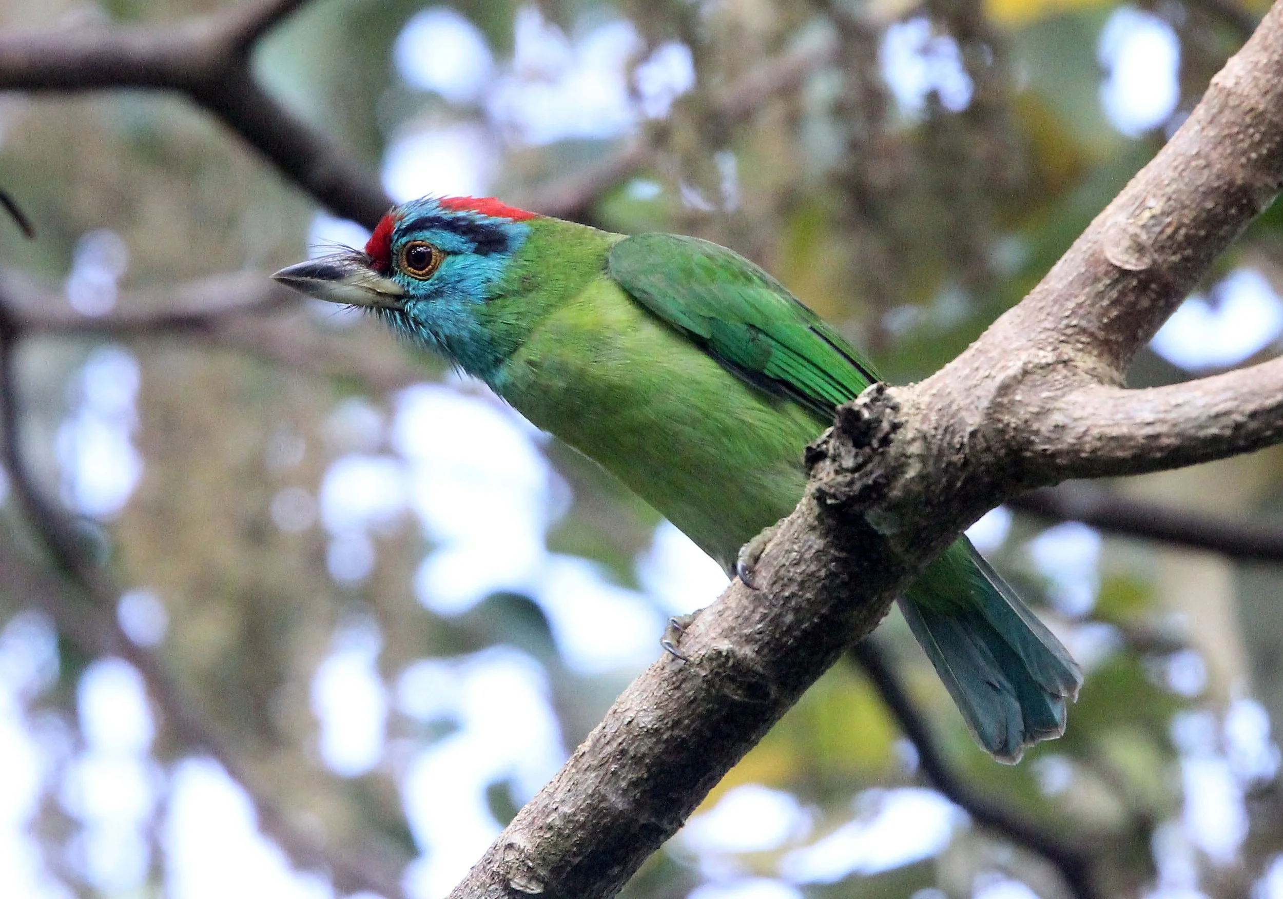 BARBET - BLUE-THROATED BARBET - Megalaima asiatica - KAENG KRACHAN - ESS TRIP 2018 JAN (38).JPG