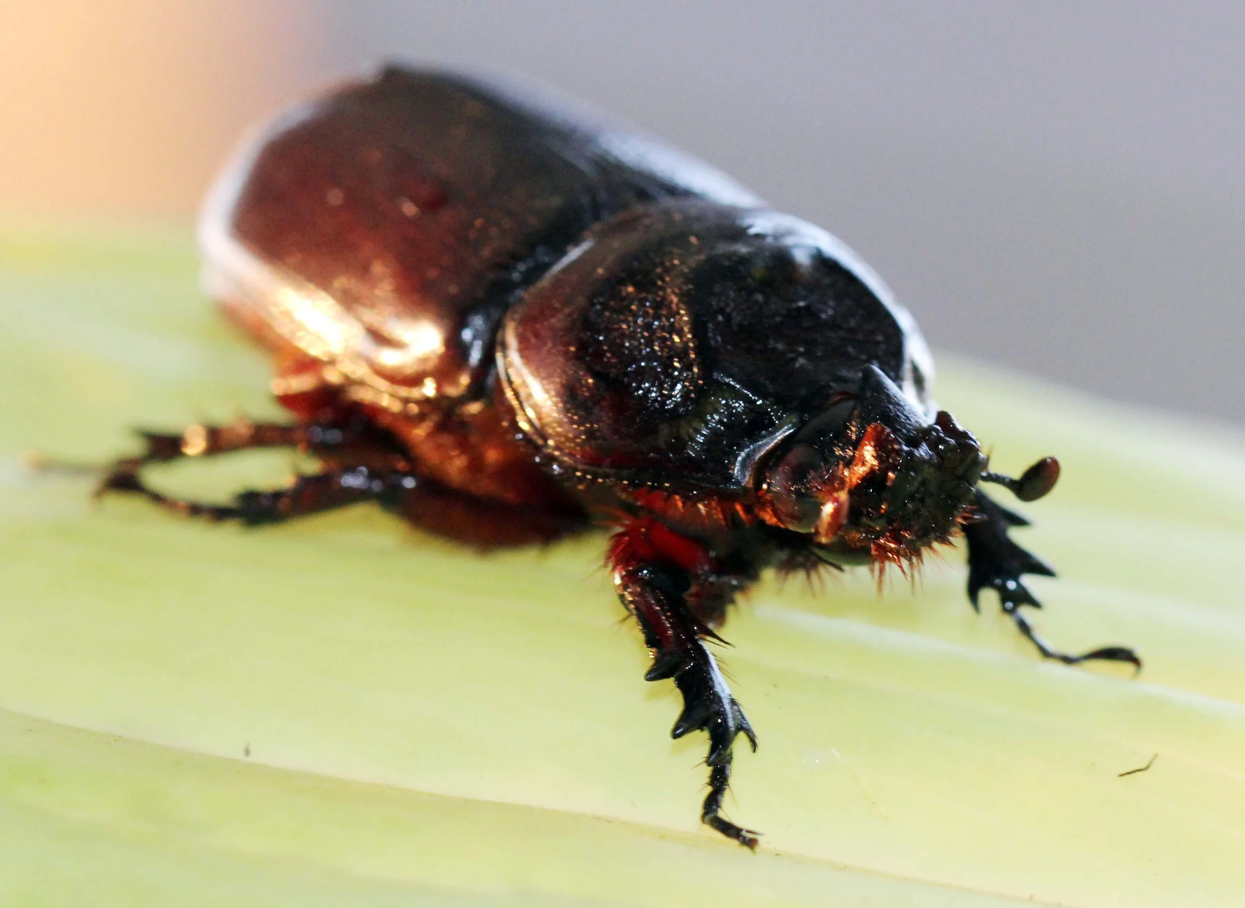 Oryctes rhinoceros - Bangkok, Thailand - March 2014 (16).JPG