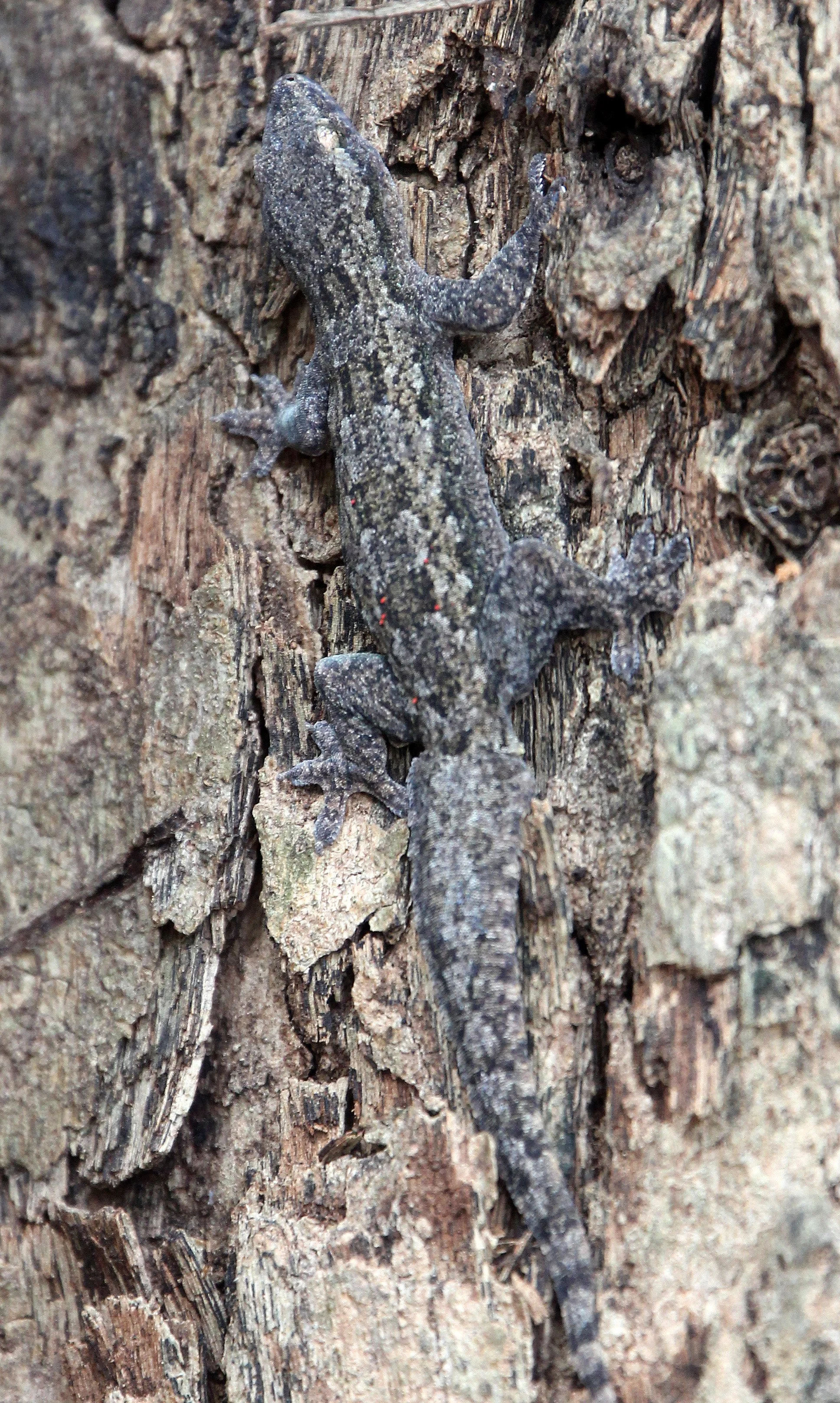 AYUTTHAYA PASSION DAY NOVEMBER 2013 (94).JPG