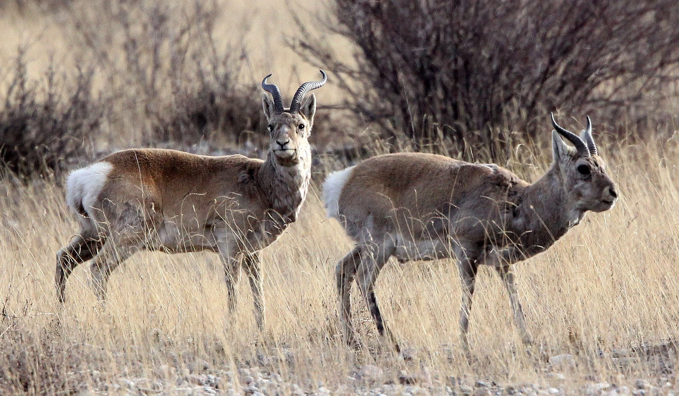 GAZELLE - PRZEWALSKI'S GAZELLE - Procapra przewalskii - QINGHAI LAKE CHINA (51).JPG