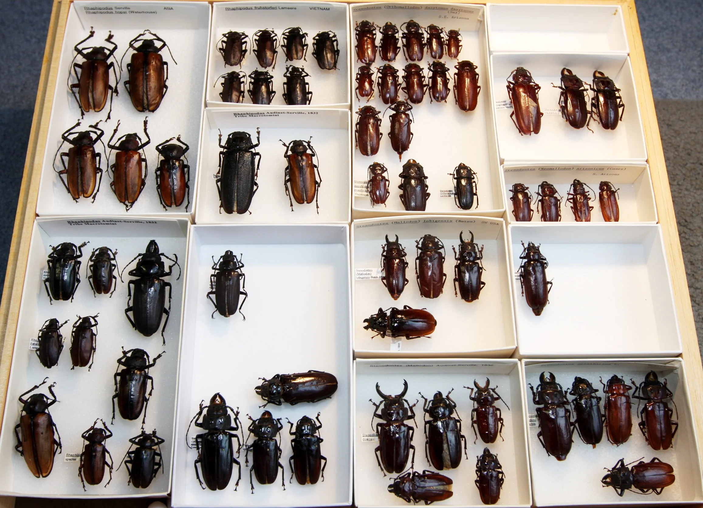 Prioninae 4  Macrotomini (3).JPG