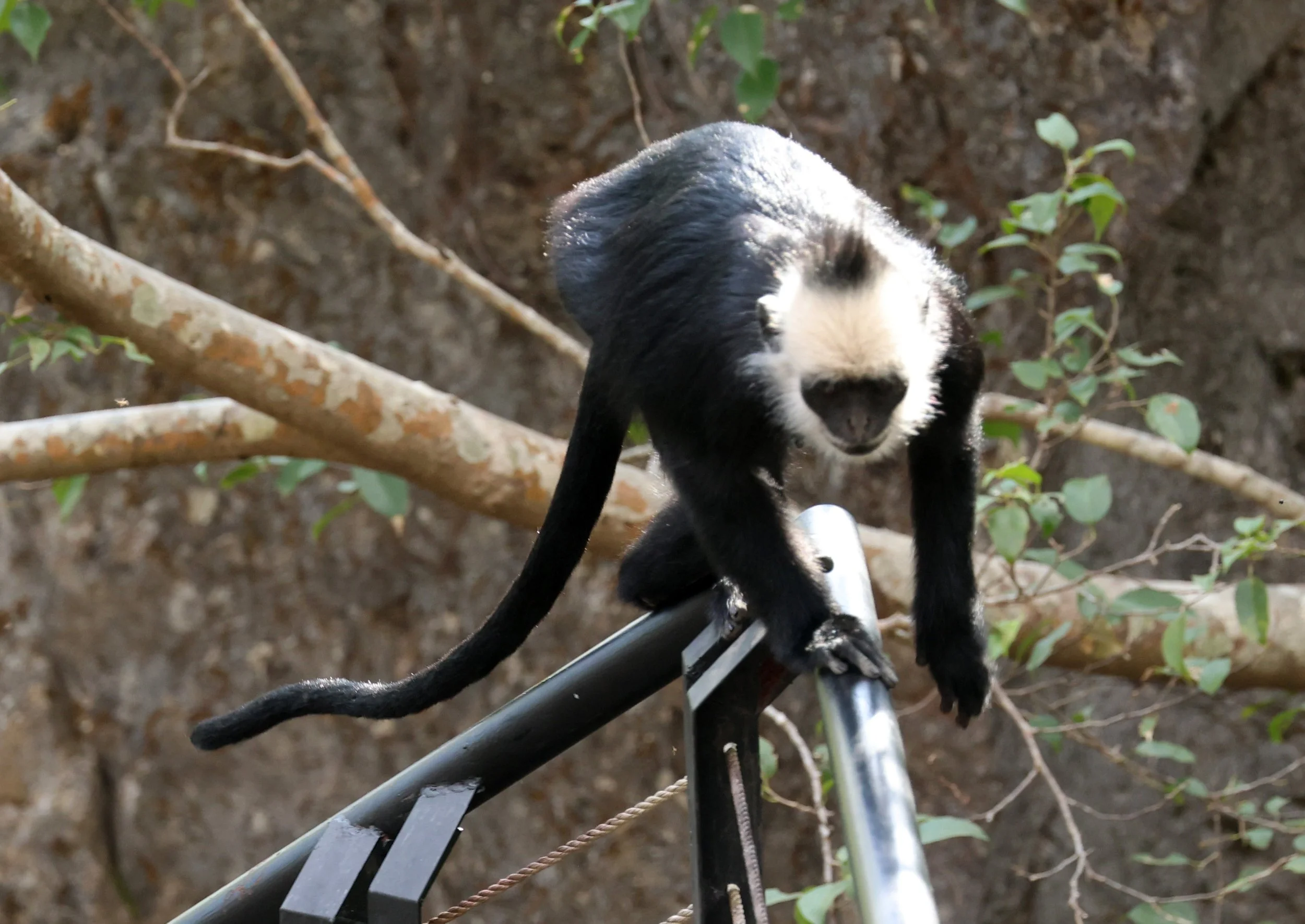 Laotian Langur or White-browed Black Langur (Trachypithecus laotum) The Rock Viewpoint, Khammouane Province Laos (225).jpg