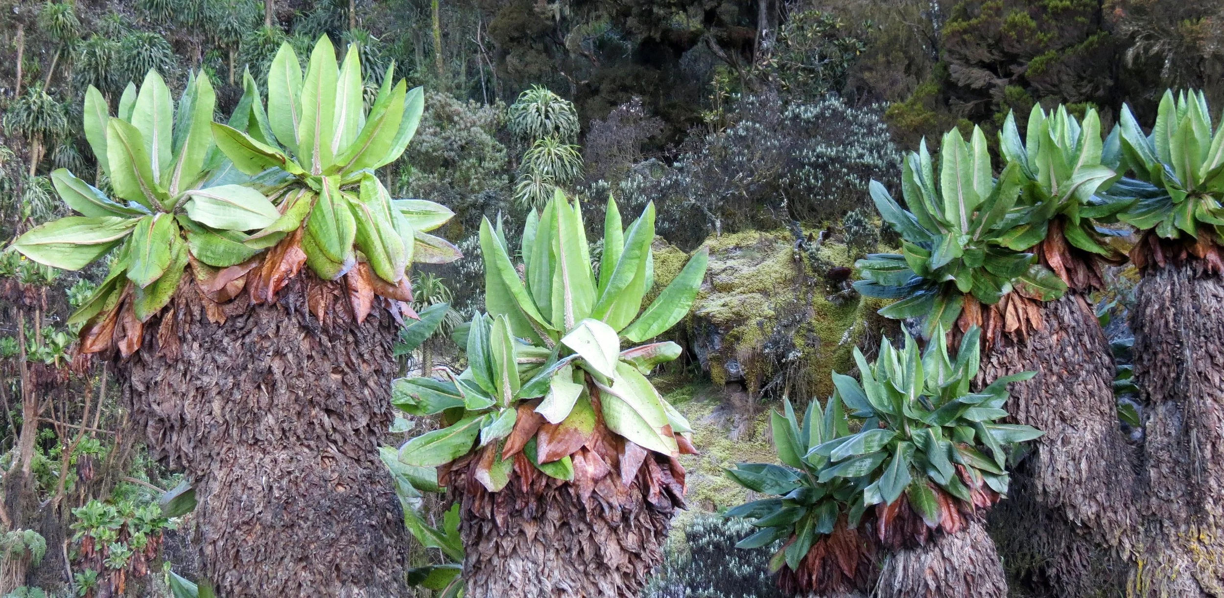 RWENZORI NATIONAL PARK UGANDA (237).JPG