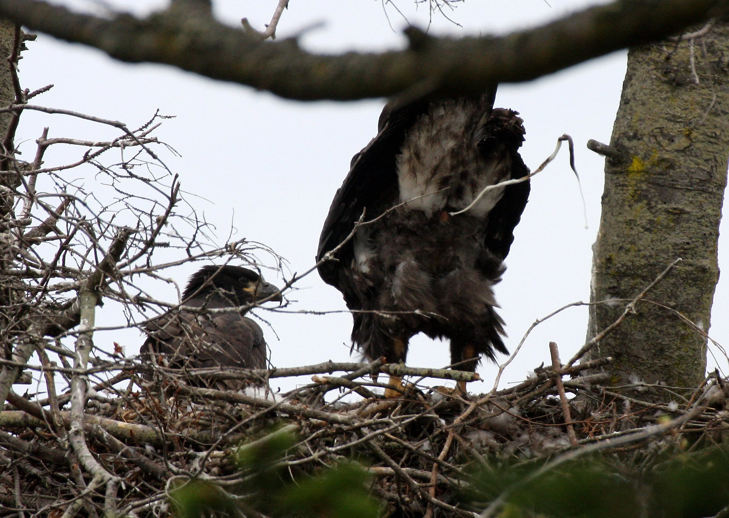 Haliaeetus leucocephalus - AMERICAN BALD EAGLE - CHICKS - CLINE SPIT OVERLOOK - SEQUIM DUNGENESS BLUFFS (57).JPG