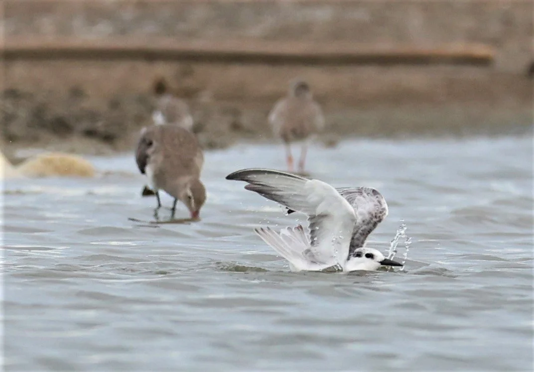 TERN - COMMON TERN - Sterna hirundo - BANG PAKONG SALT PANS CHACHOENGSAO WEST OF RIVER (8).jpg