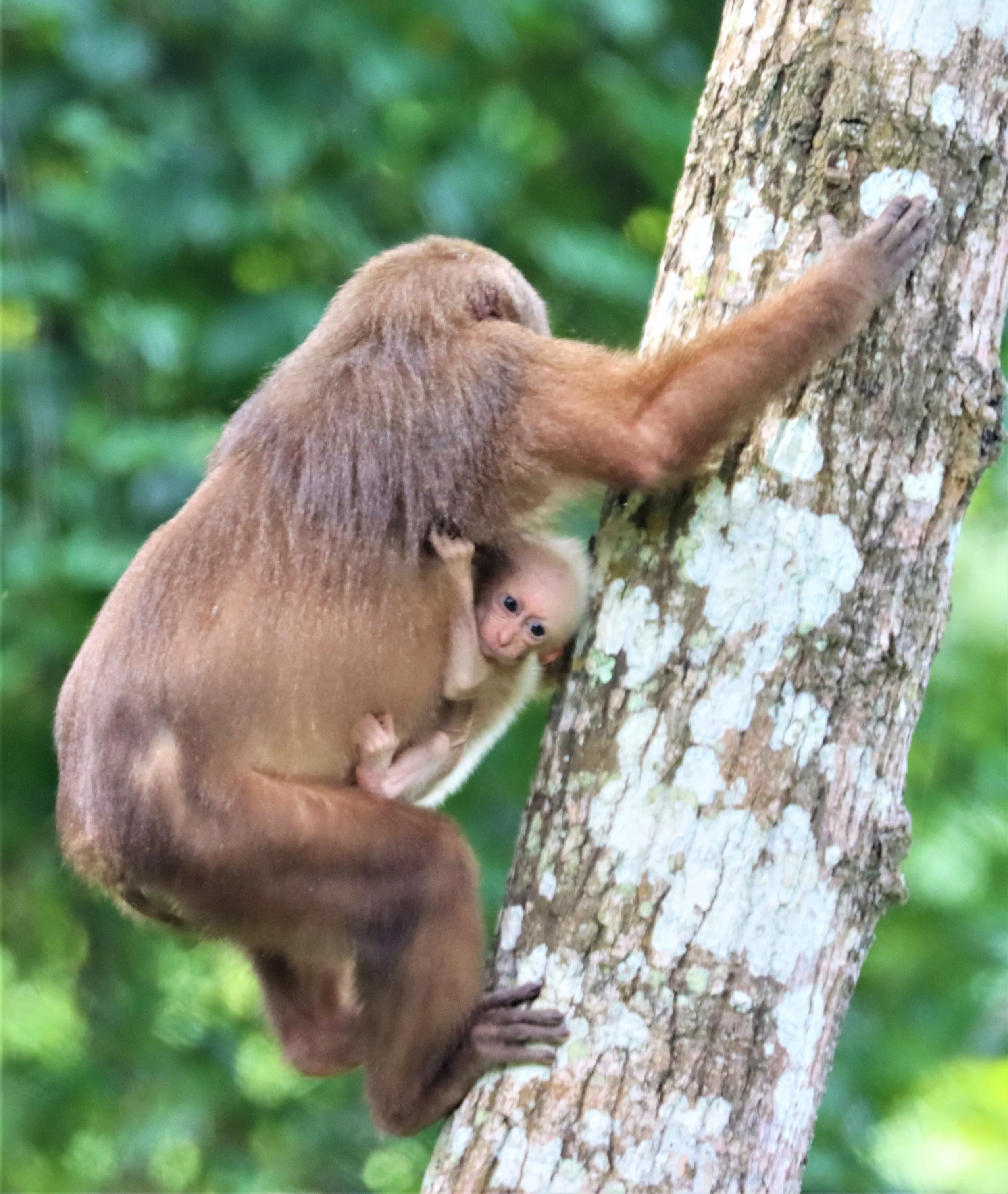 Macaca arctoides Stump-tailed Macaque — Coke Smith Wildlife