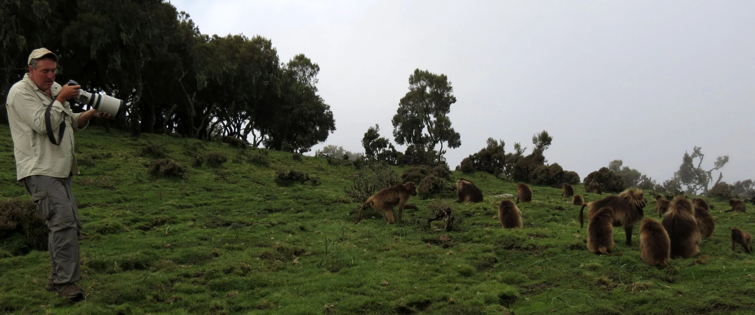 CERCOPITHECIDAE - Theropithecus gelada - GELADA - SIMIEN MOUNTAINS NATIONAL PARK ETHIOPIA (1594).JPG