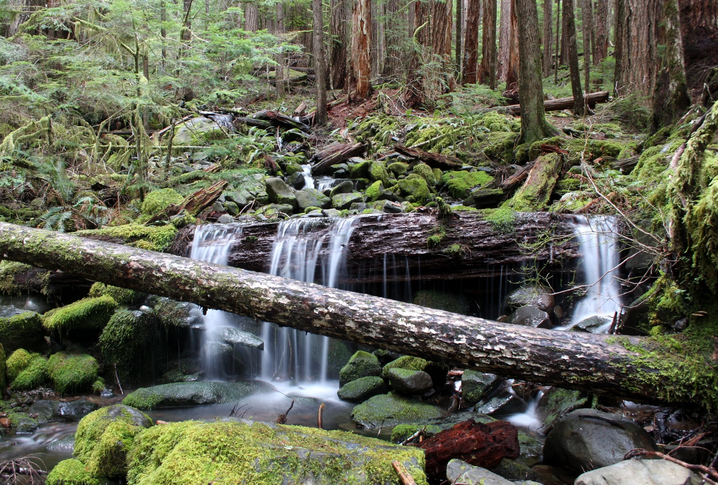 SOL DUC FALLS AND FOREST - ONP WA (86).JPG