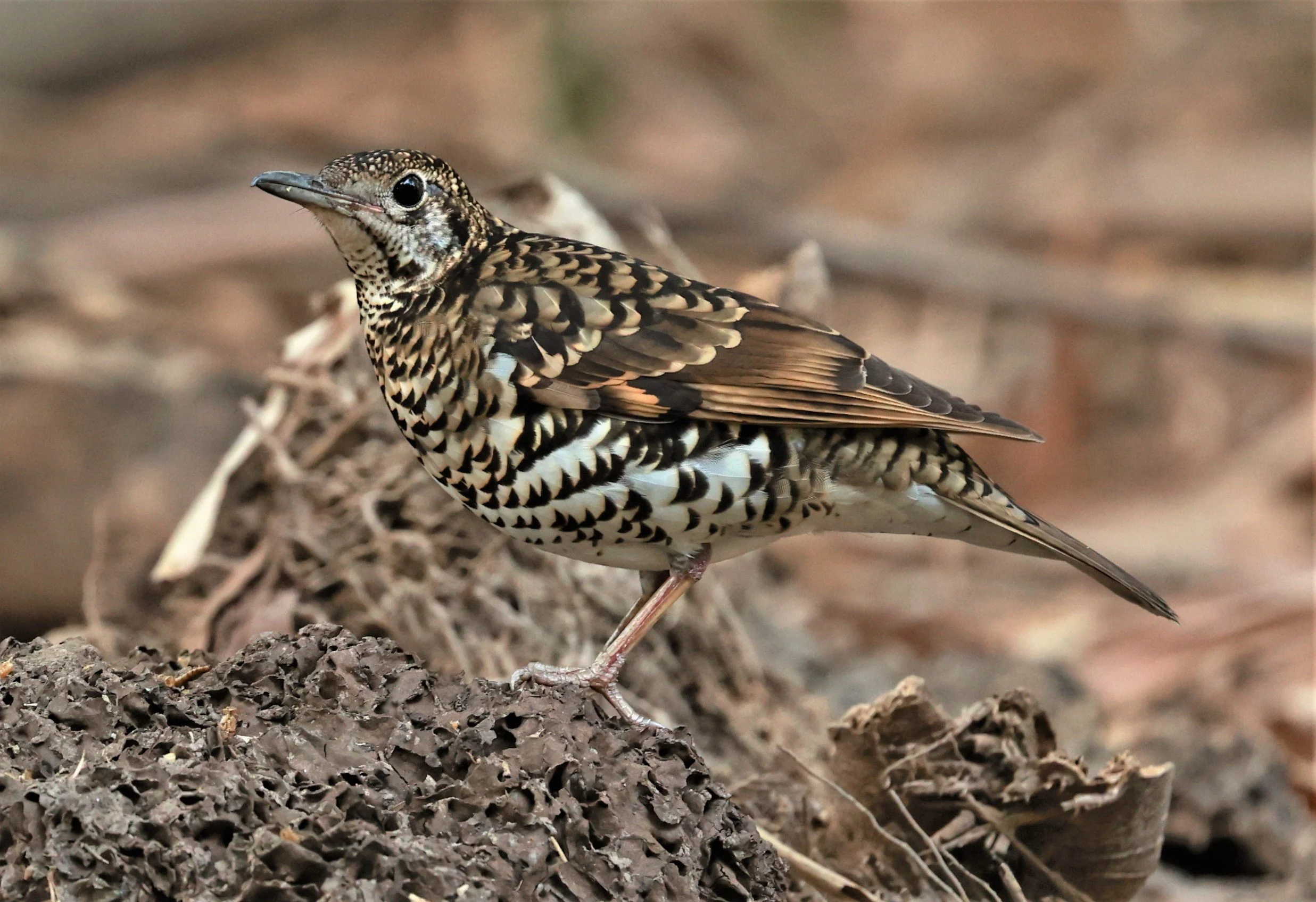 White's Thrush (Zoothera aurea) Putthamonthon Park Nakhon Pathom Thailand (135).jpg