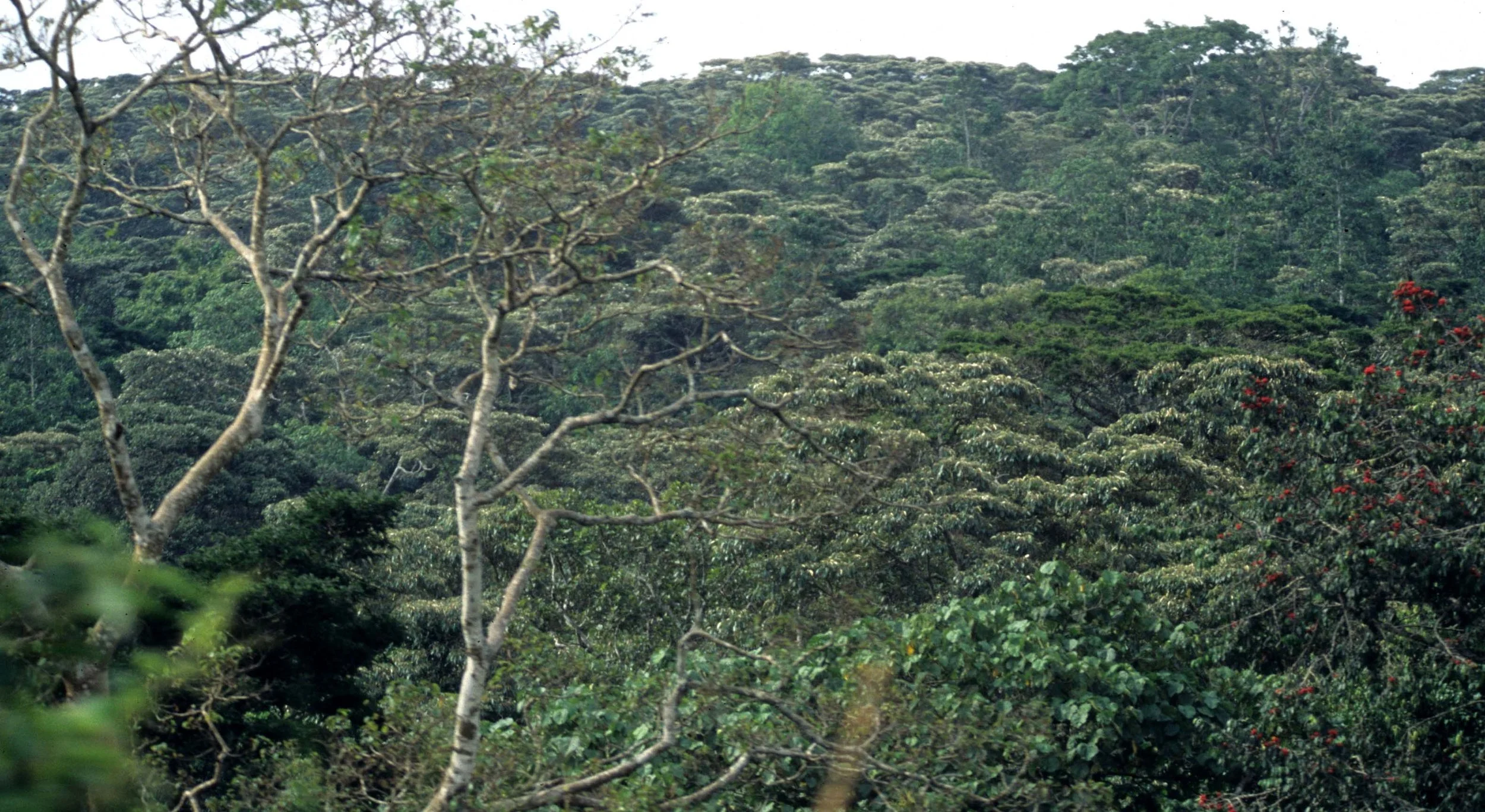 UGANDA - SCRUB FOREST.jpg
