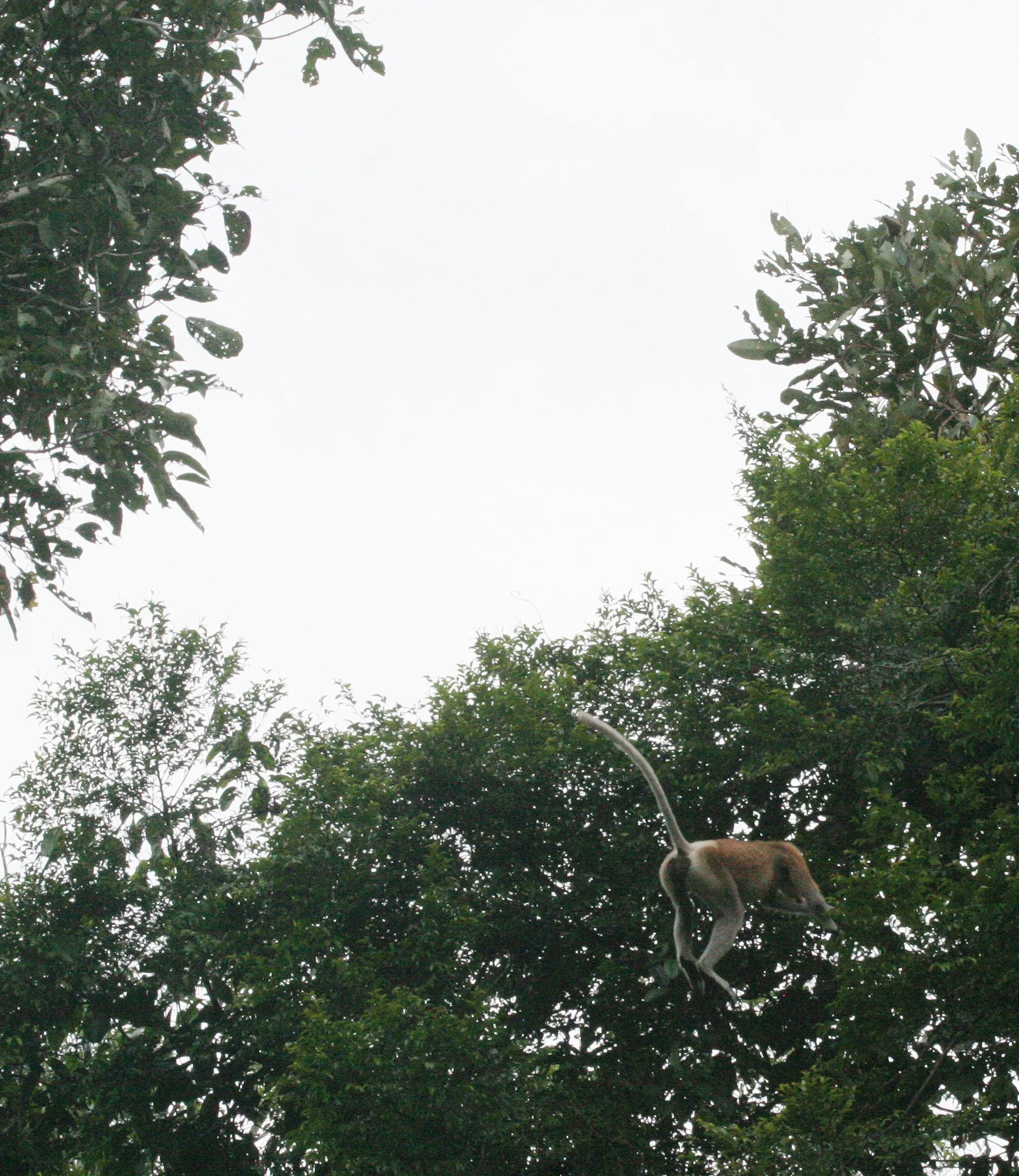 CERCOPITHECIDAE - Nasalis larvatus - PROBOSCIS MONKEY - KINABATANGAN RIVER BORNEO  (51).JPG