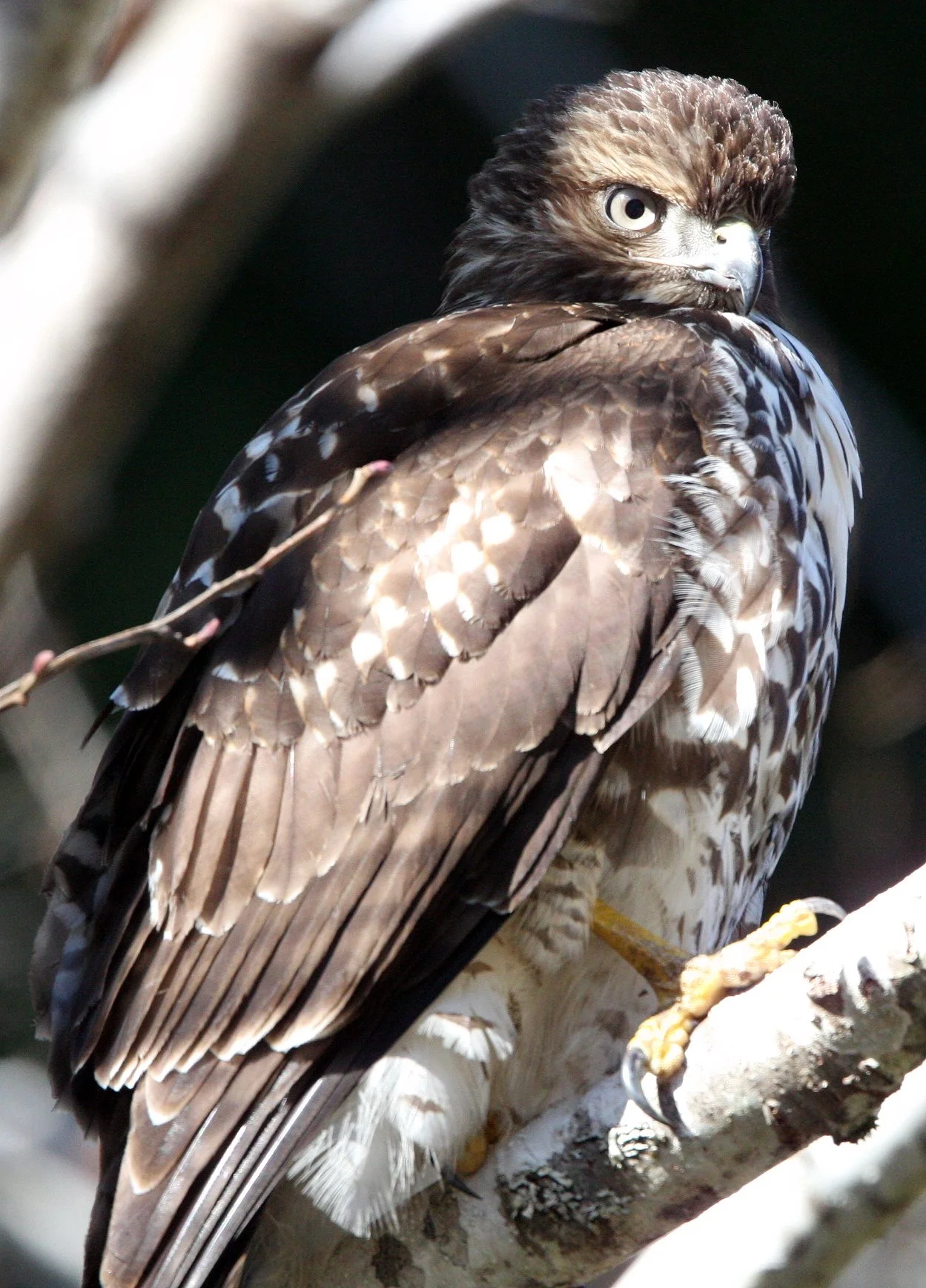 BIRD - HAWK - REDTAIL HAWK - TWIN RIVER ROAD OLYMPIC PENINSULA (29).JPG