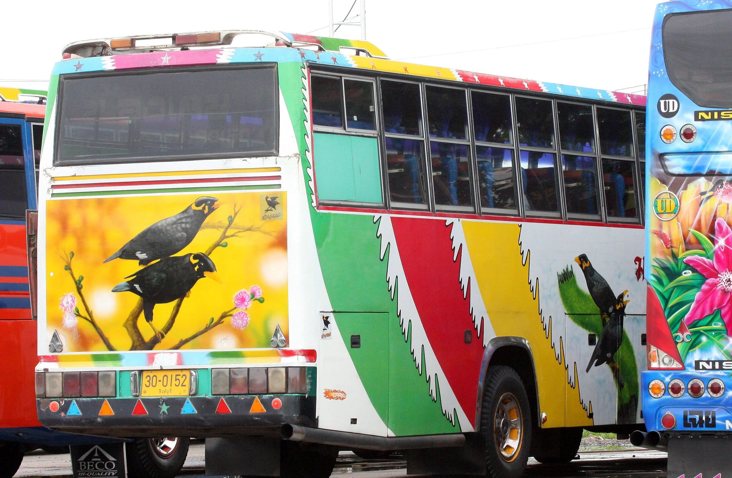 Hill Myna (Gracula religiosa) Mural on Tourist Bus in BKK.JPG