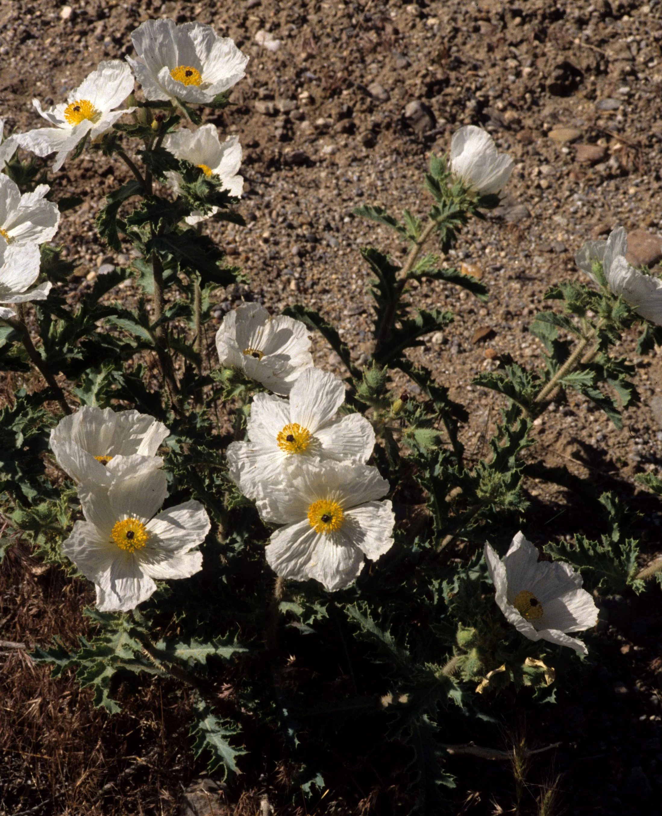 GREAT BASIN NP - ARGEMONE CORYMBOSA - DESERT POPPY.jpg