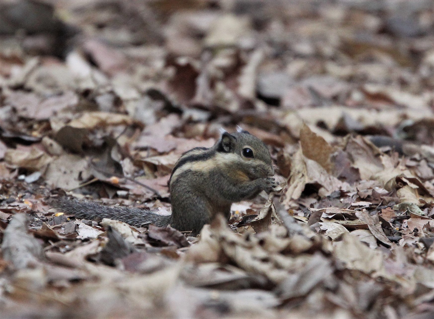 Tamiops mcclellandii - WESTERN STIPED SQUIRREL - LUNG SIN HIDE, KAENG KRACHAN (7).jpg