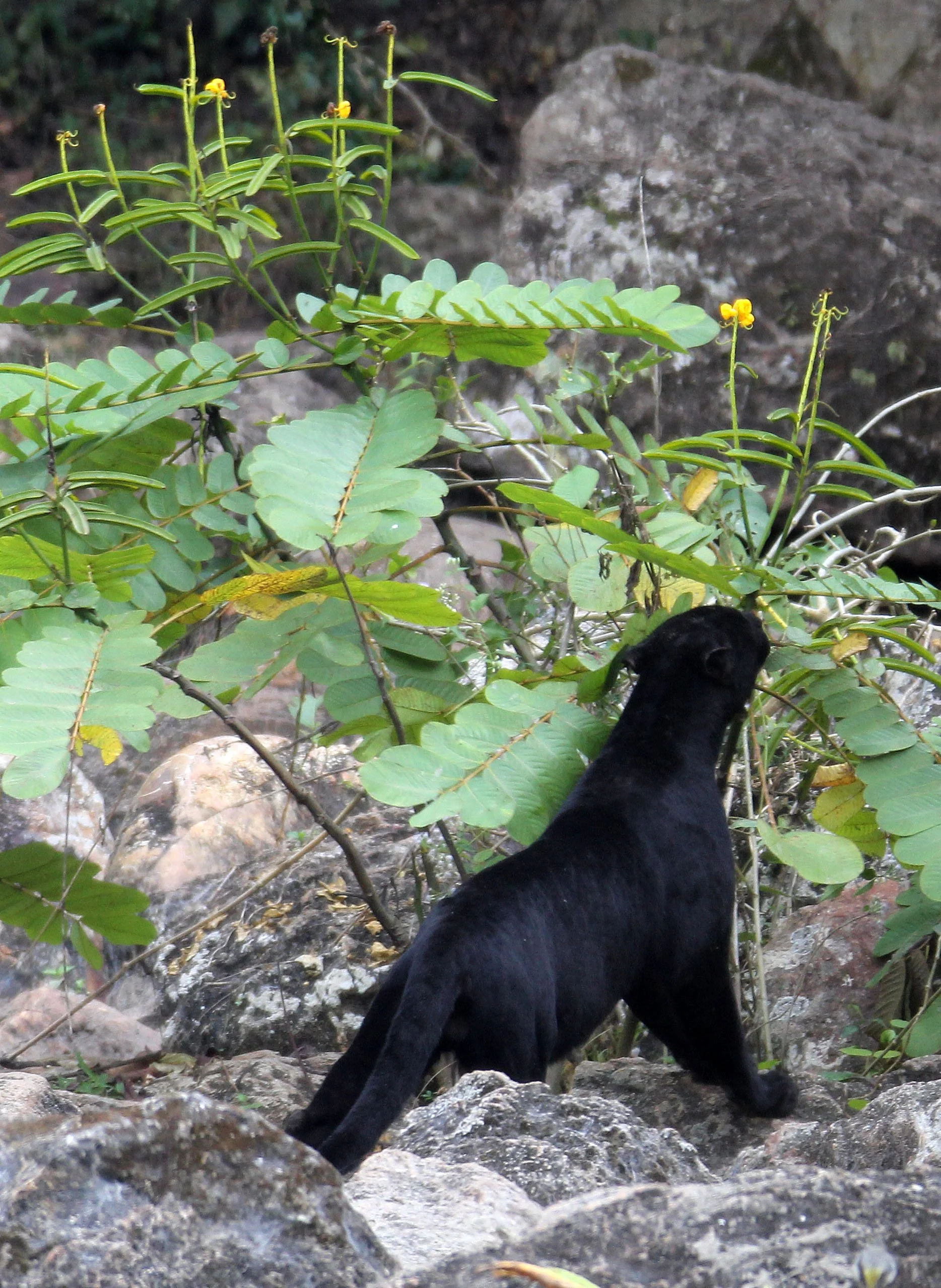 Panthera pardus delacouri - INDOCHINESE LEOPARD - MELANISTIC FORM - HUAI KHA KHAENG - KAPOK KAPIEN STATION & MINERAL LICK - THAI (141).JPG