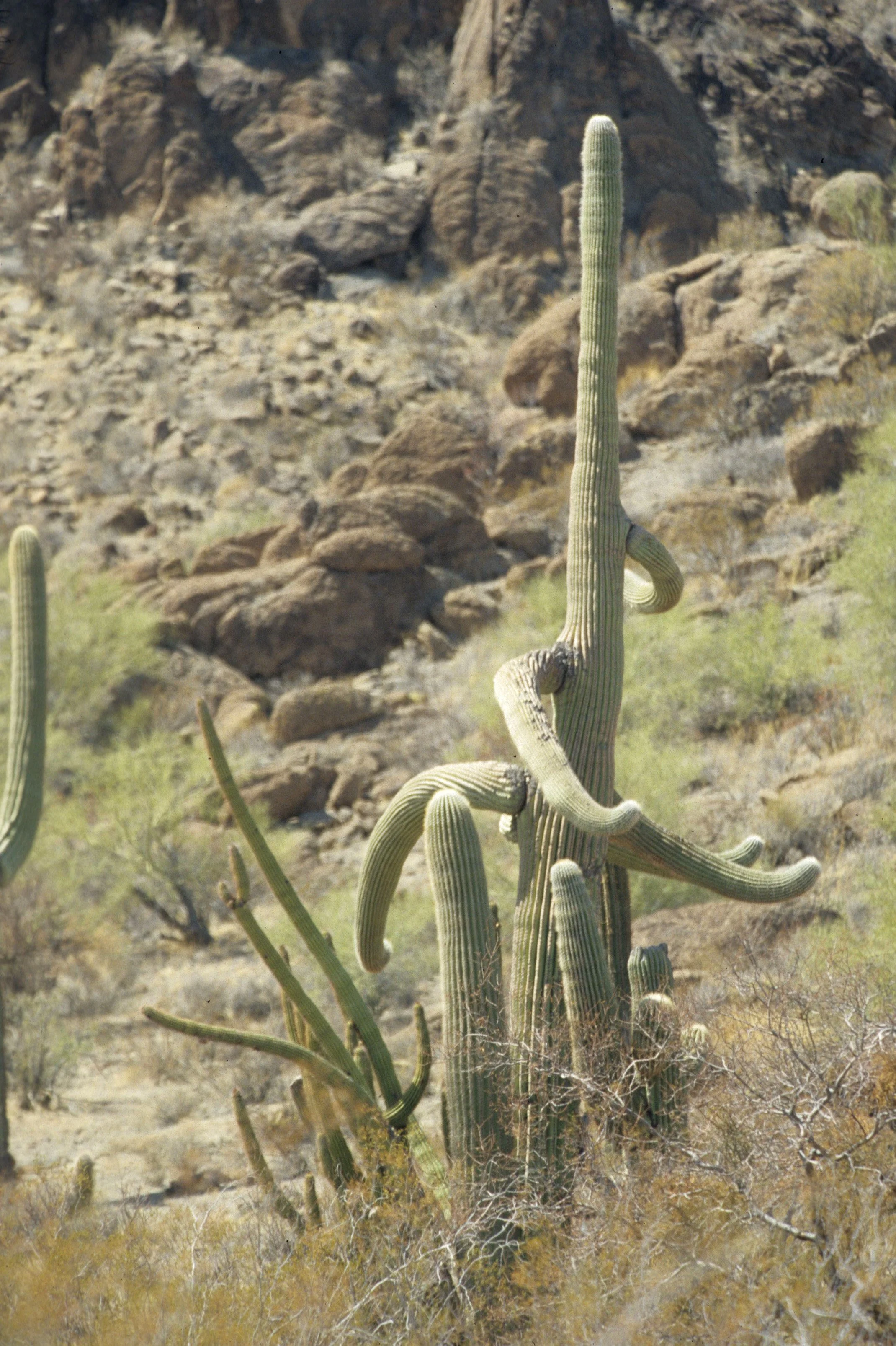 ARIZONA - SAGUARO CACTUS - CARNEGIEA GIGANTEA FOREST - SAGUARO NP E.jpg