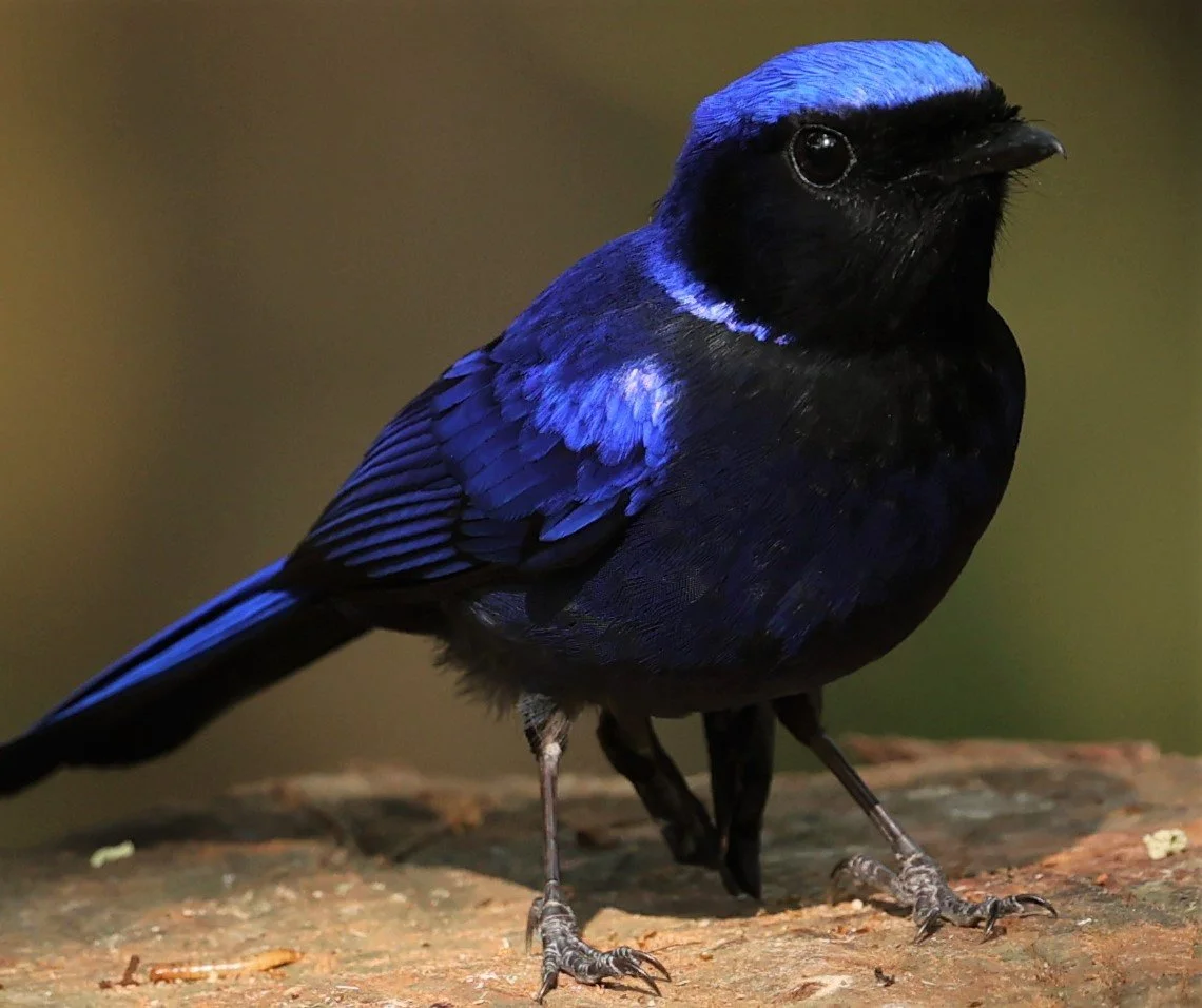 NILTAVA - LARGE NILTAVA - Niltava grandis - DOI DOI ANG KHANG CHIANG MAI FEB 2022 (12).jpg