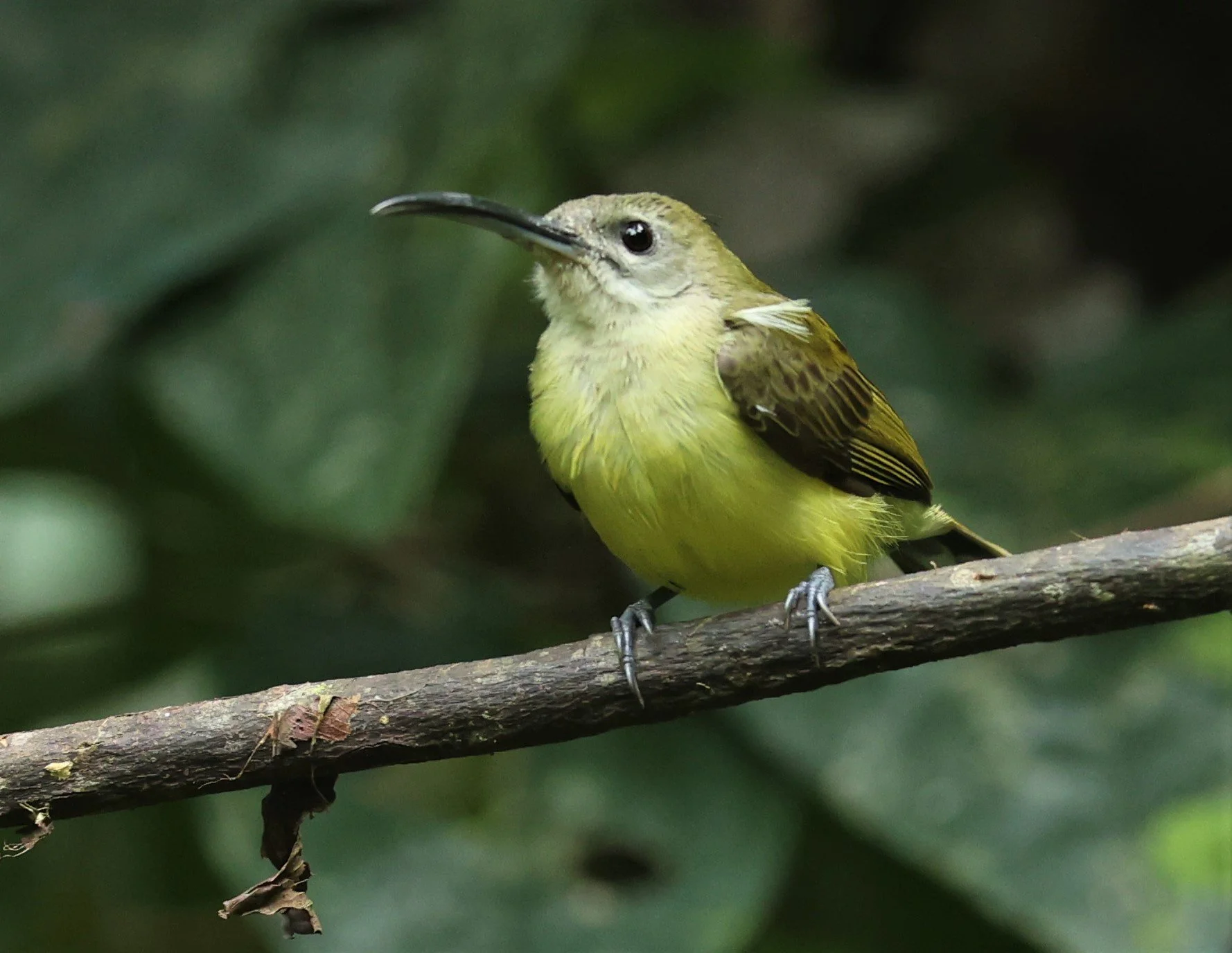 SPIDERHUNTER - LITTLE SPIDERHUNTER - Arachnothera longirostra - DOI INTHANON NP CHIANG MAI, DEC 2021 (4).JPG