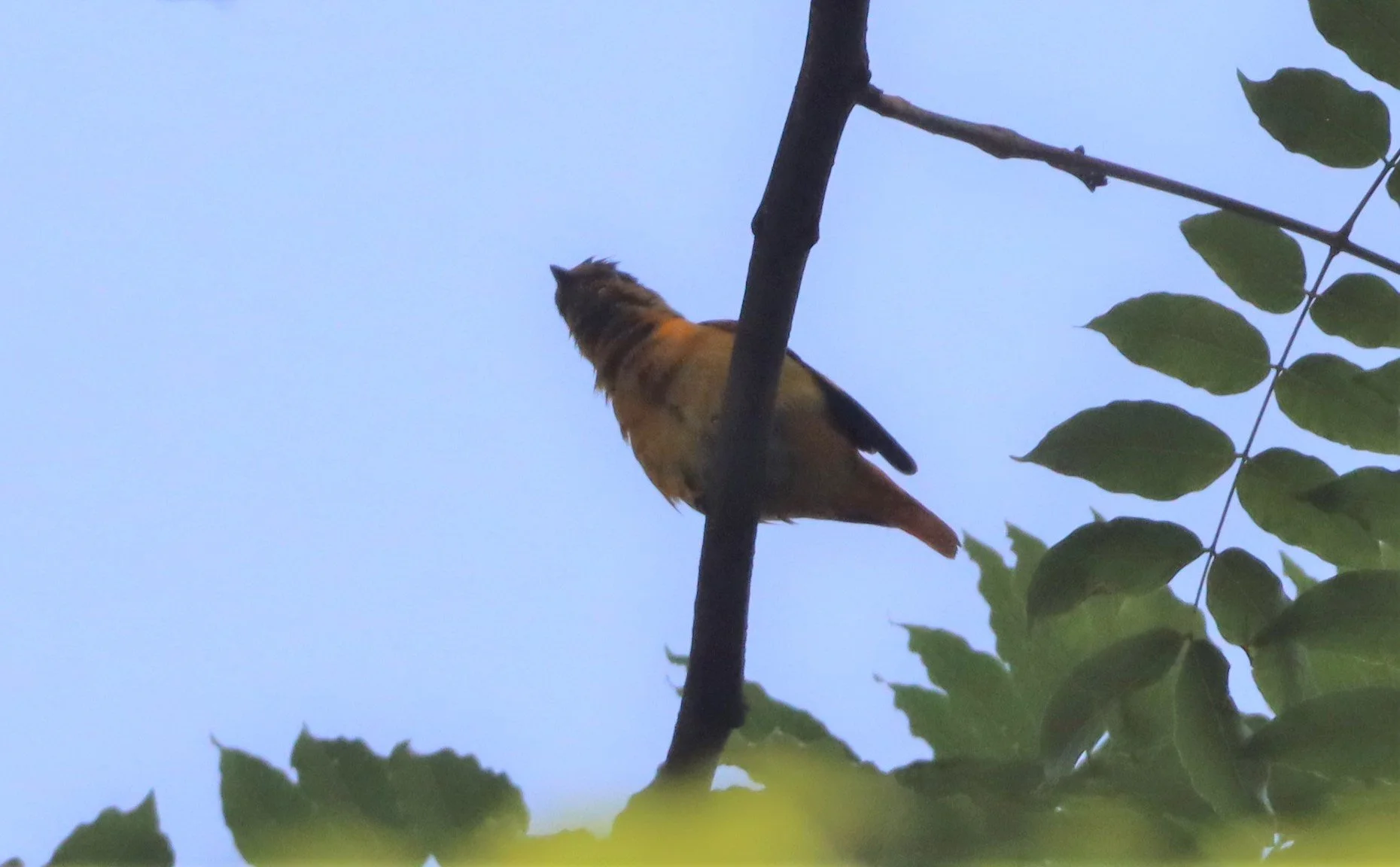Little Minivet (Pericrocotus lansbergei) Khao Yai NP Thailand (3).JPG
