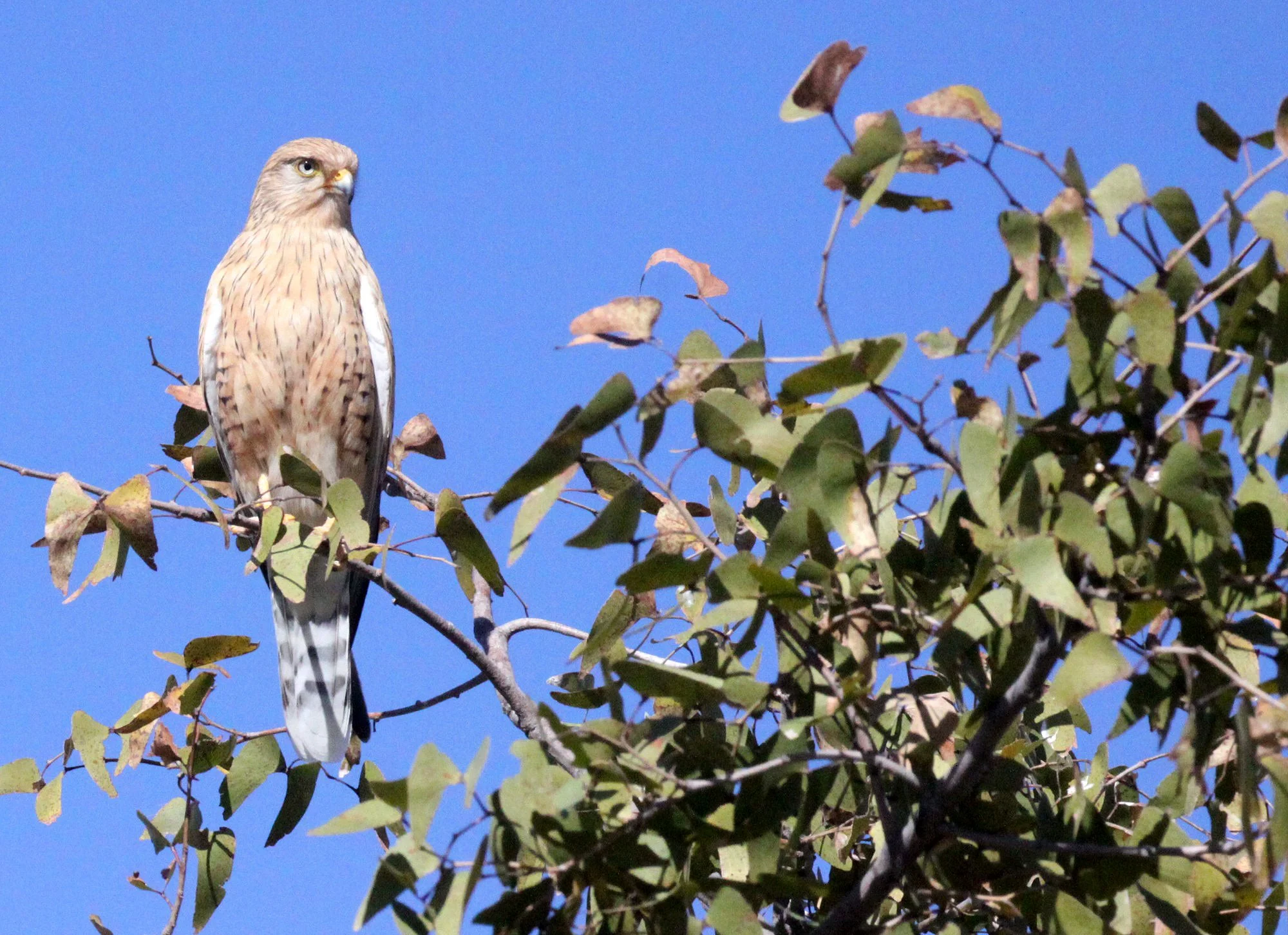 BIRD - KESTREL - GREATER KESTREL - ETOSHA NATIONAL PARK NAMIBIA (3).JPG