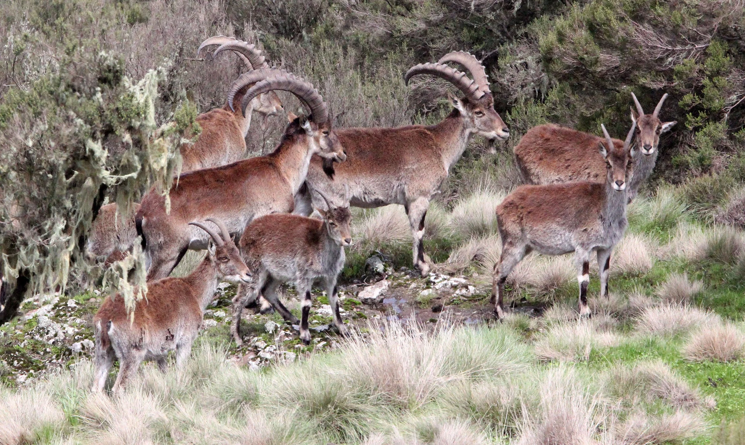 IBEX - WALIA IBEX - Capra walie - SIMIEN MOUNTAINS NATIONAL PARK ETHIOPIA (166).JPG