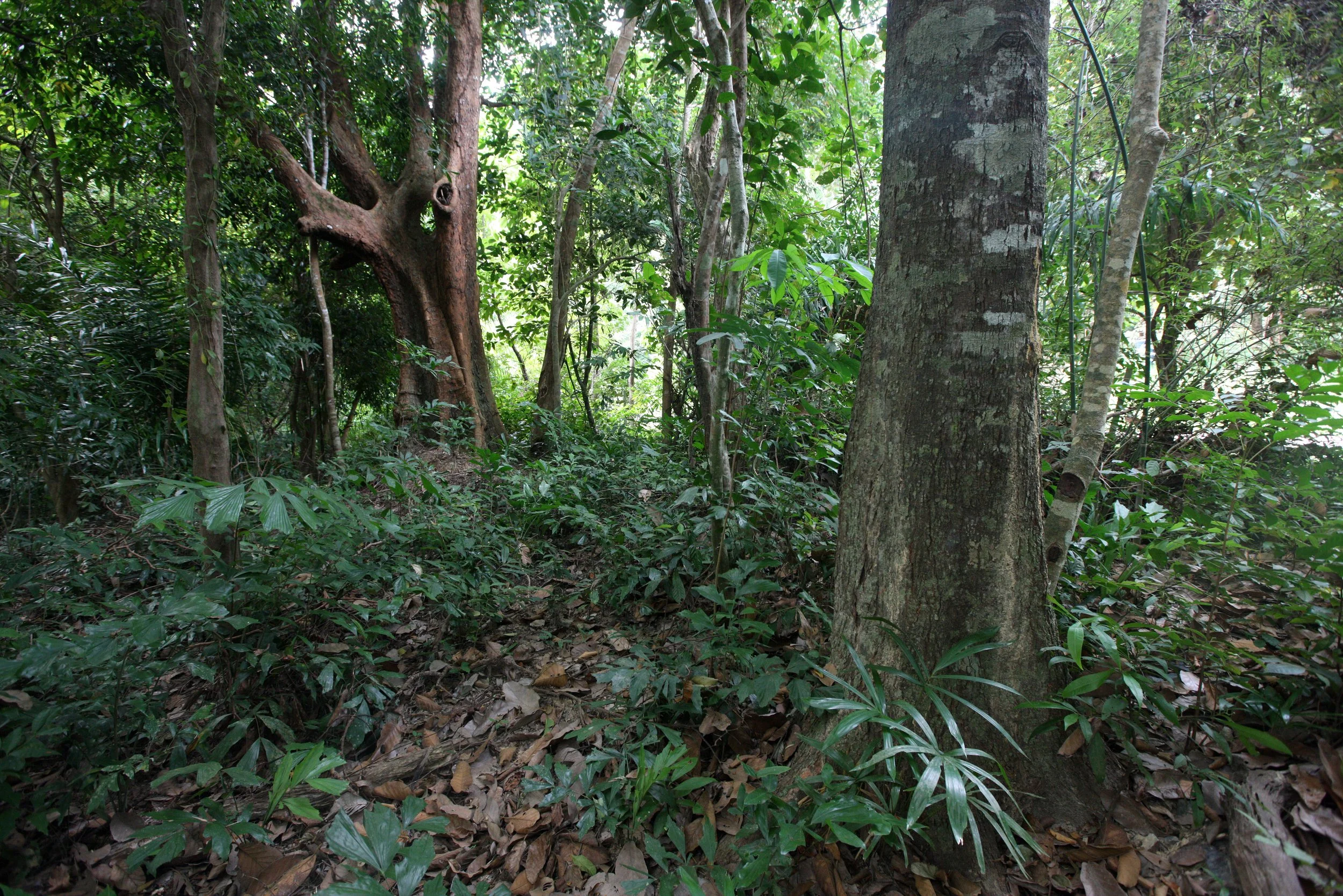 LANTA ISLAND - OUR PROPERTY - WINTER 2011 (5).JPG