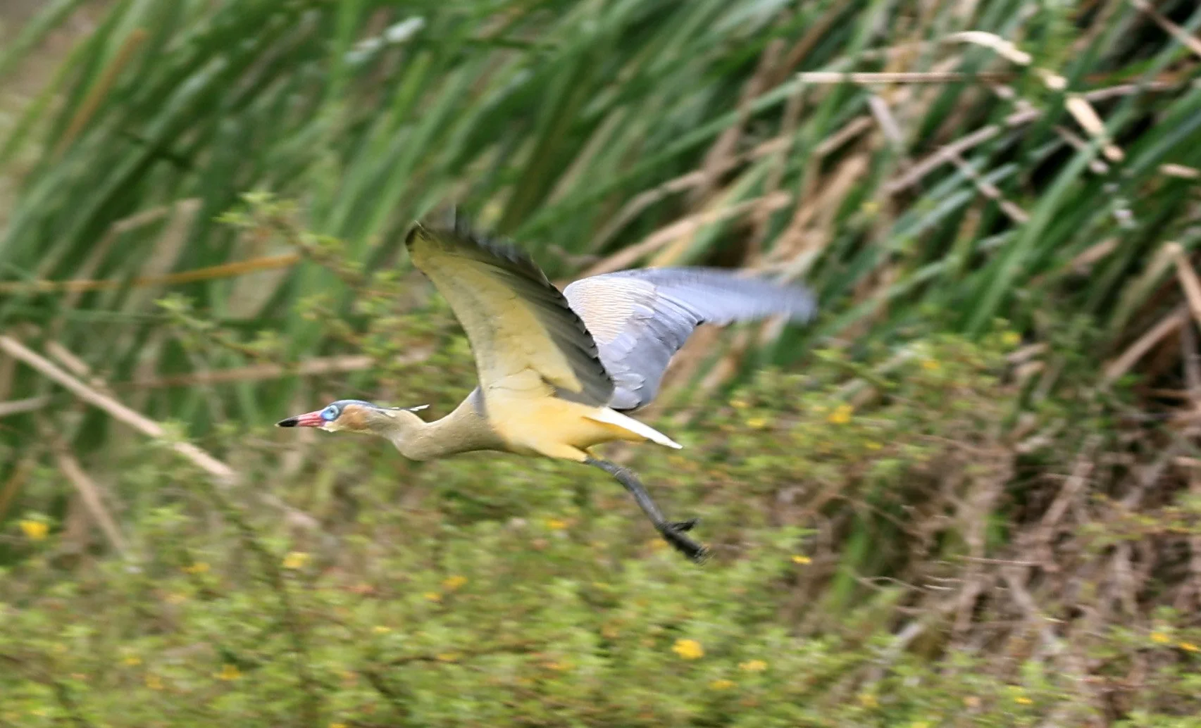 Whistling Heron (Syrigma sibilatrix) Agua Dulce Paraguay (14).jpg