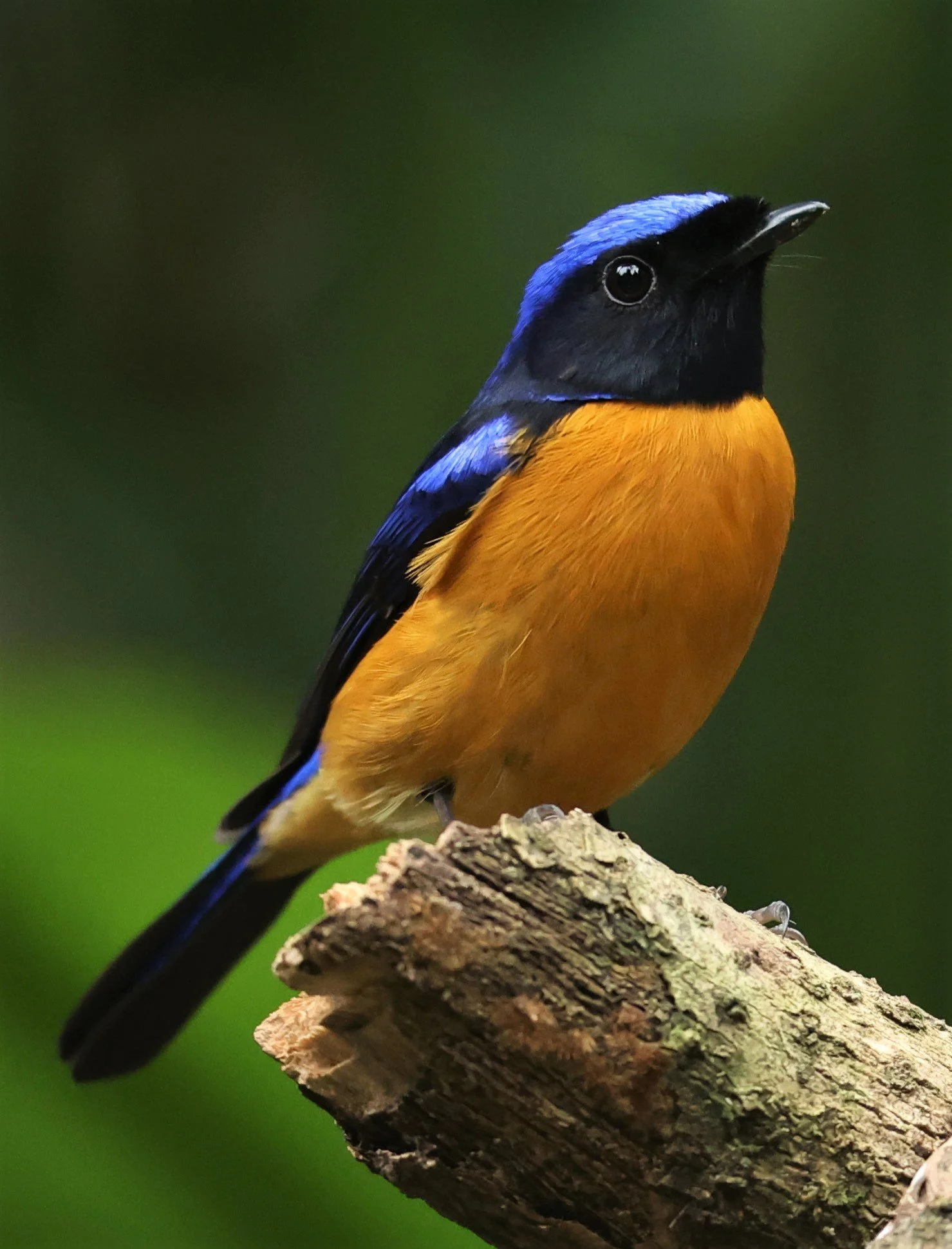 NILTAVA - RUFOUS-BELLIED NILTAVA - Niltava sundar - DOI INTHANON NP CHIANG MAI, DEC 2021 (82).JPG