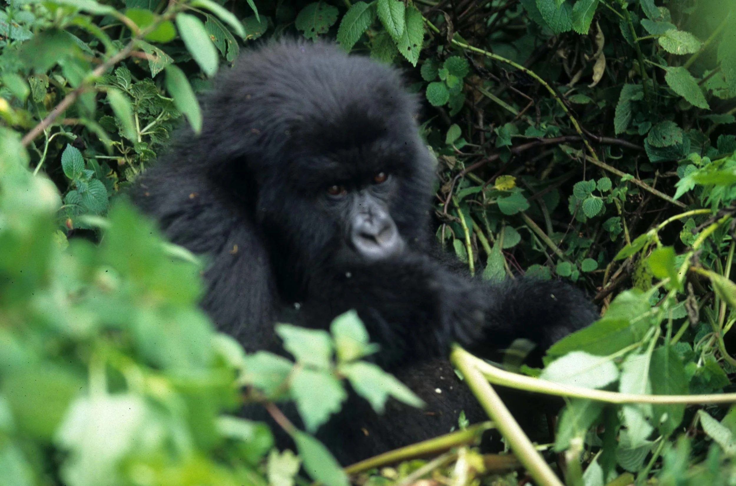 PRIMATE - GORILLA-RWANDA PARC DU VULCANS (76).jpg