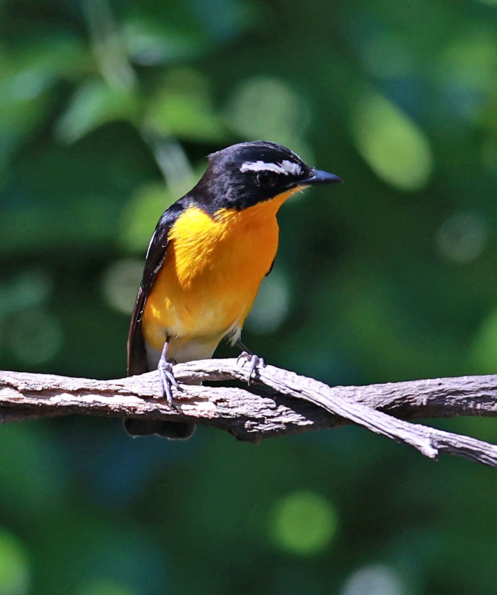 Flycatcher - Yellow-rumped Flycatcher - Ficedula zanthopygia - Bang Pu Mangrove Forest Reserve, Samut Prakan March 30, 2024 (9).jpg