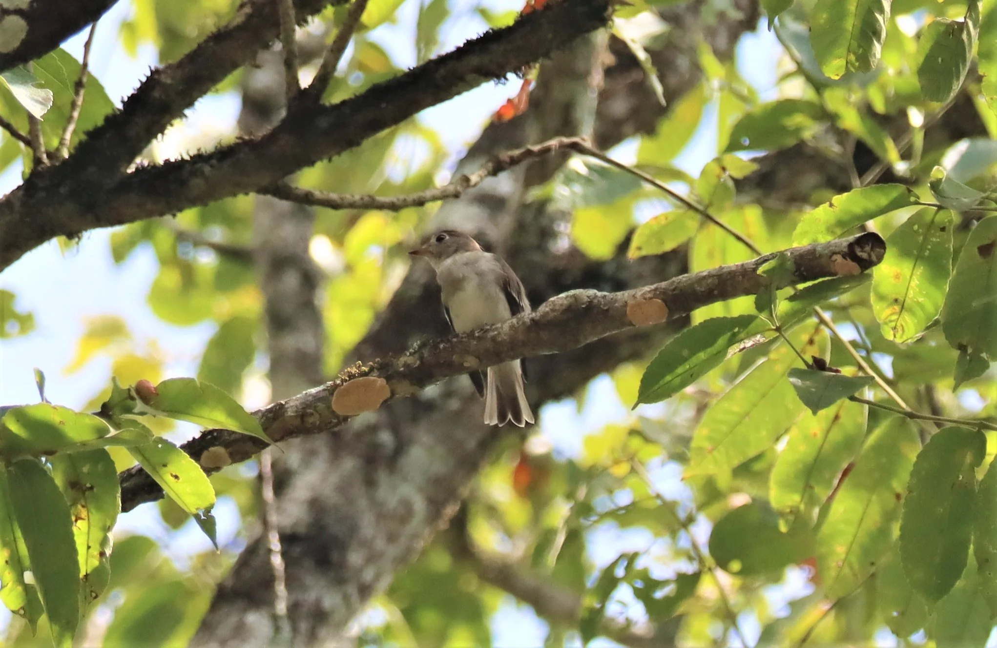 FLYCATCHER - ASIAN BROWN FLYCATCHER - Muscicapa dauurica - KAENG KRACHAN - GIFTS SHOTS (3).jpg