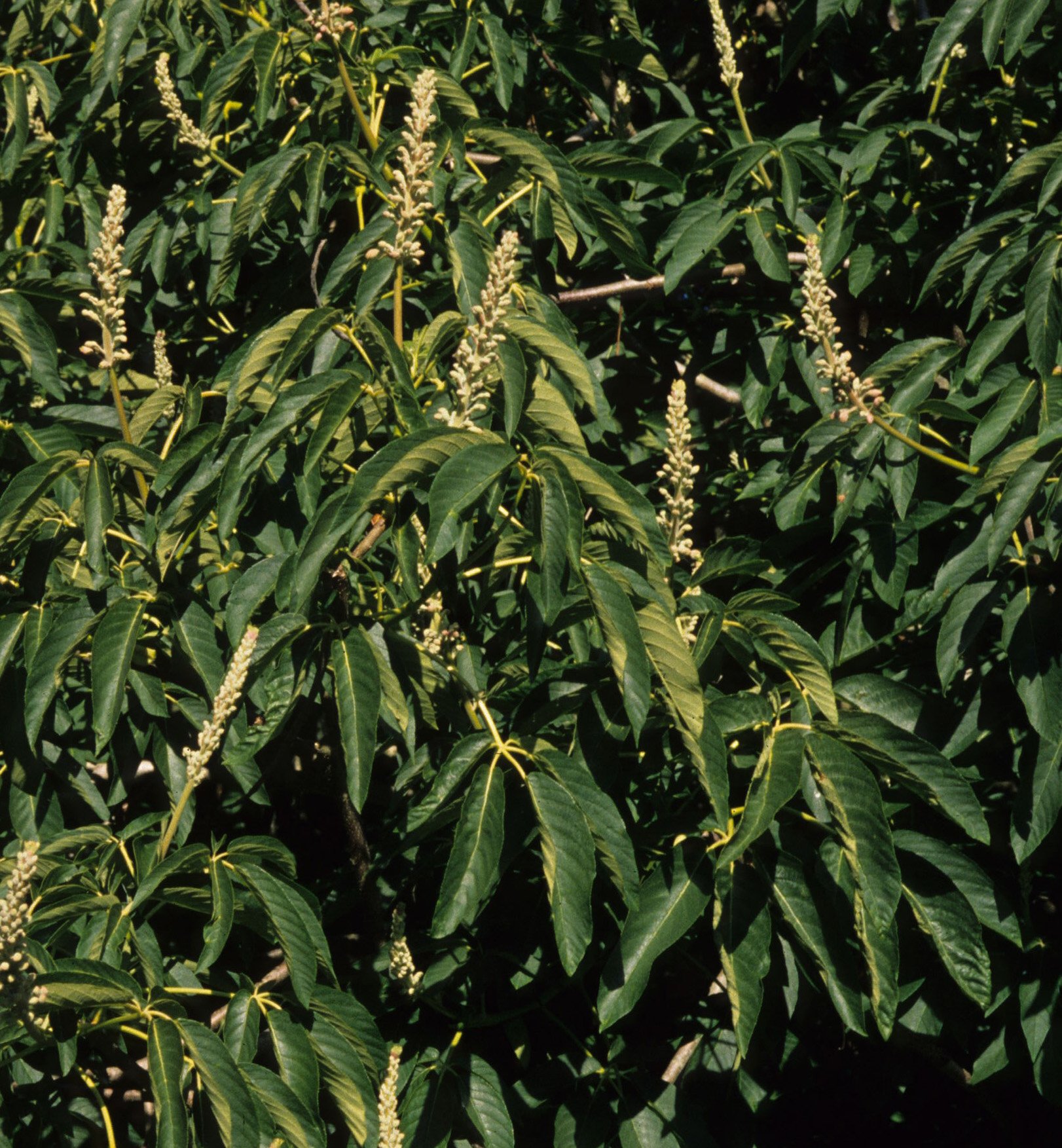 AMERICAN RIVER - AESCULUS CALIFORNICA - CALIFORNIA BUCKEYE A.jpg