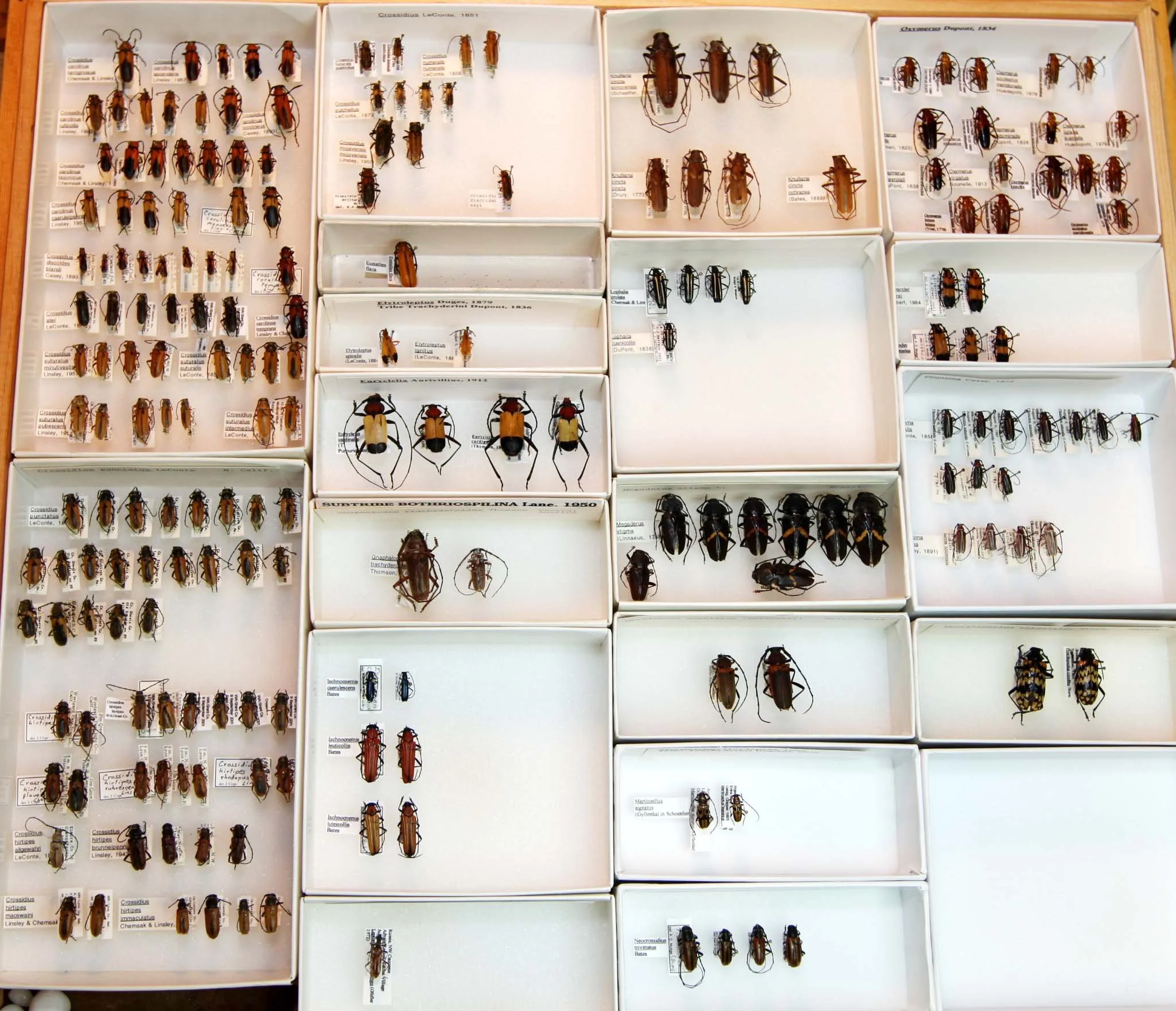 25 Cerambycinae - Trachyderini.JPG