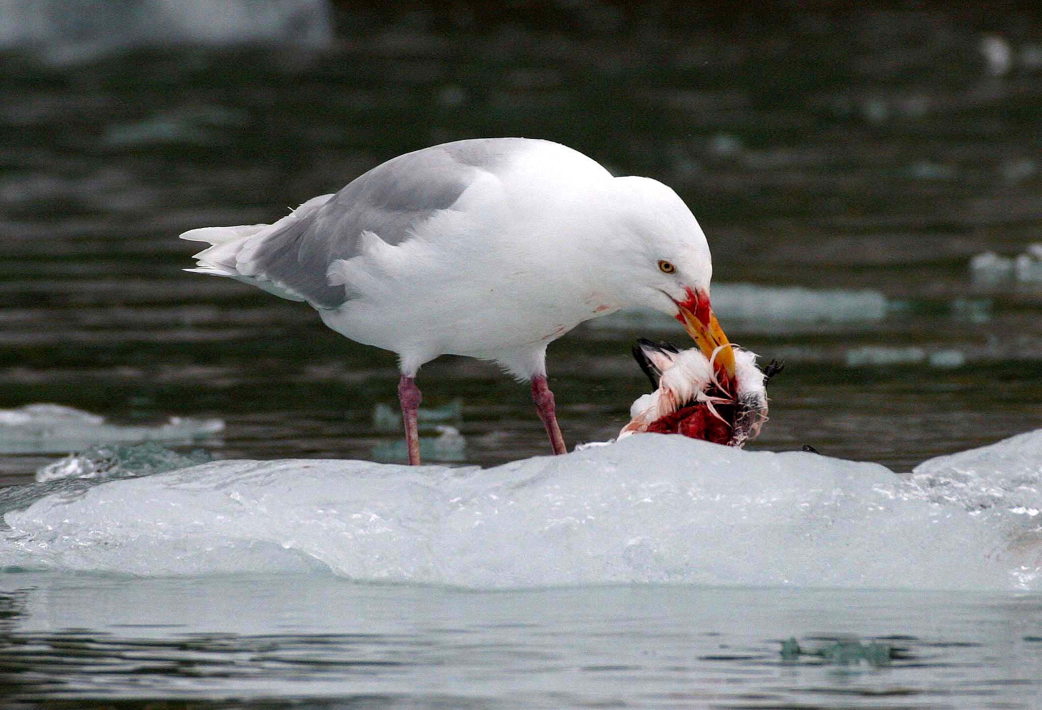 BIRD - GULL - GLAUCOUS GULL - SVALBARD (21).jpg
