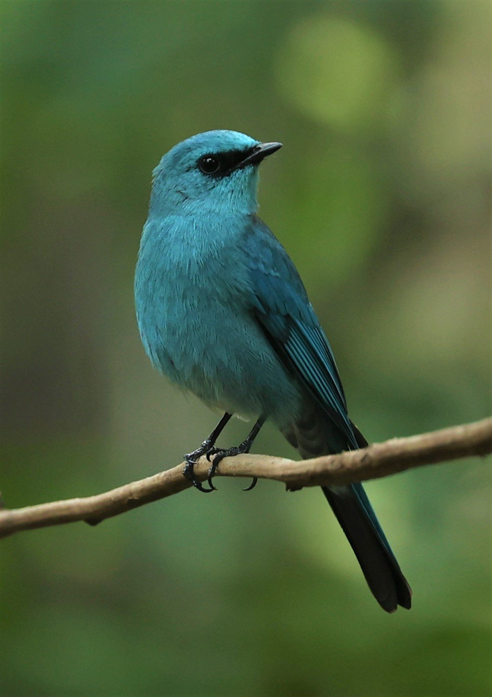 FLYCATCHER - VERDITER FLYCATCHER - Eumyias thalassina - WAT THAM PRATHUM CHONBURI JAN 30 2022 (33).jpg