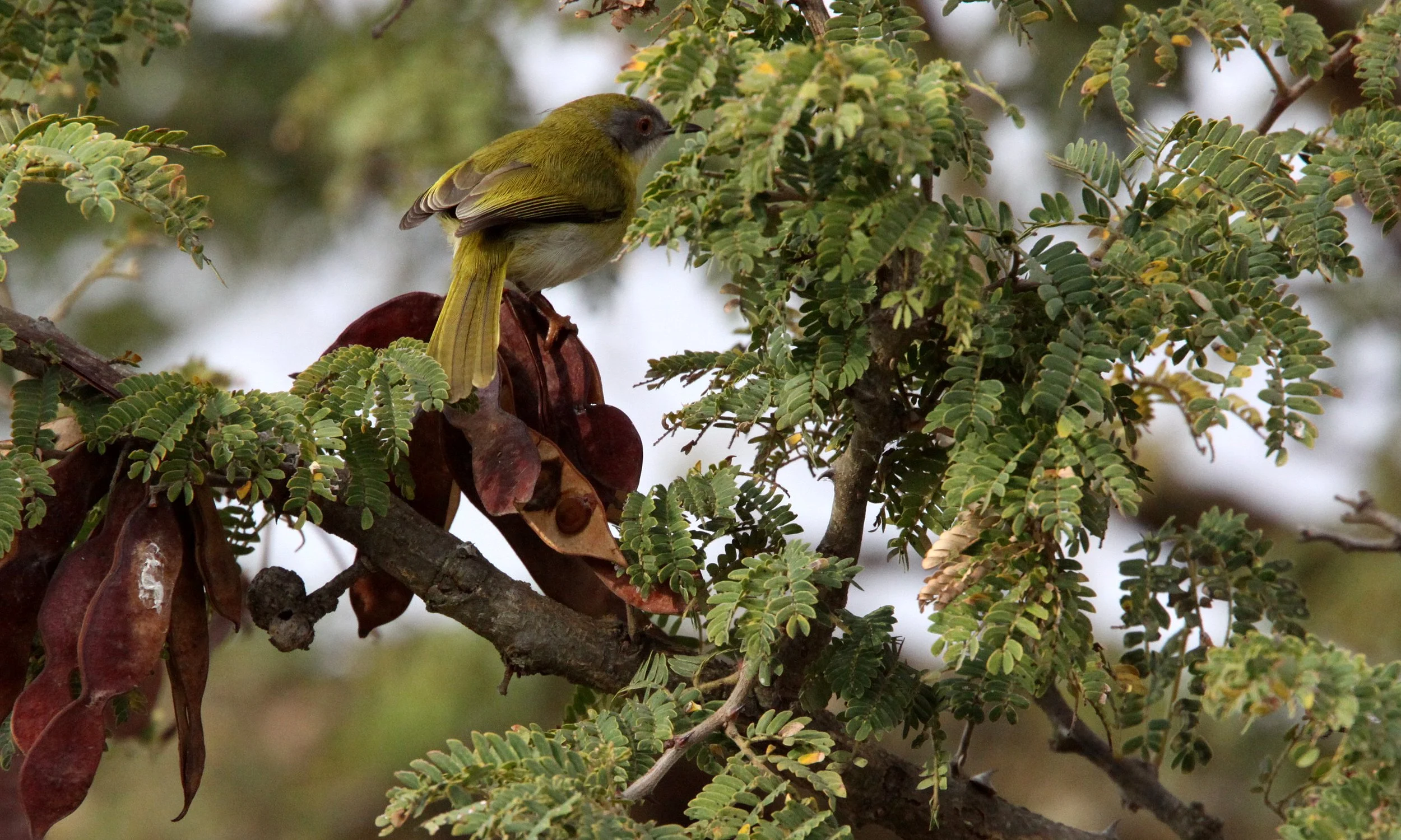 Yellow-breasted Apalis (Apalis flavida) St Lucia Reserve South Africa