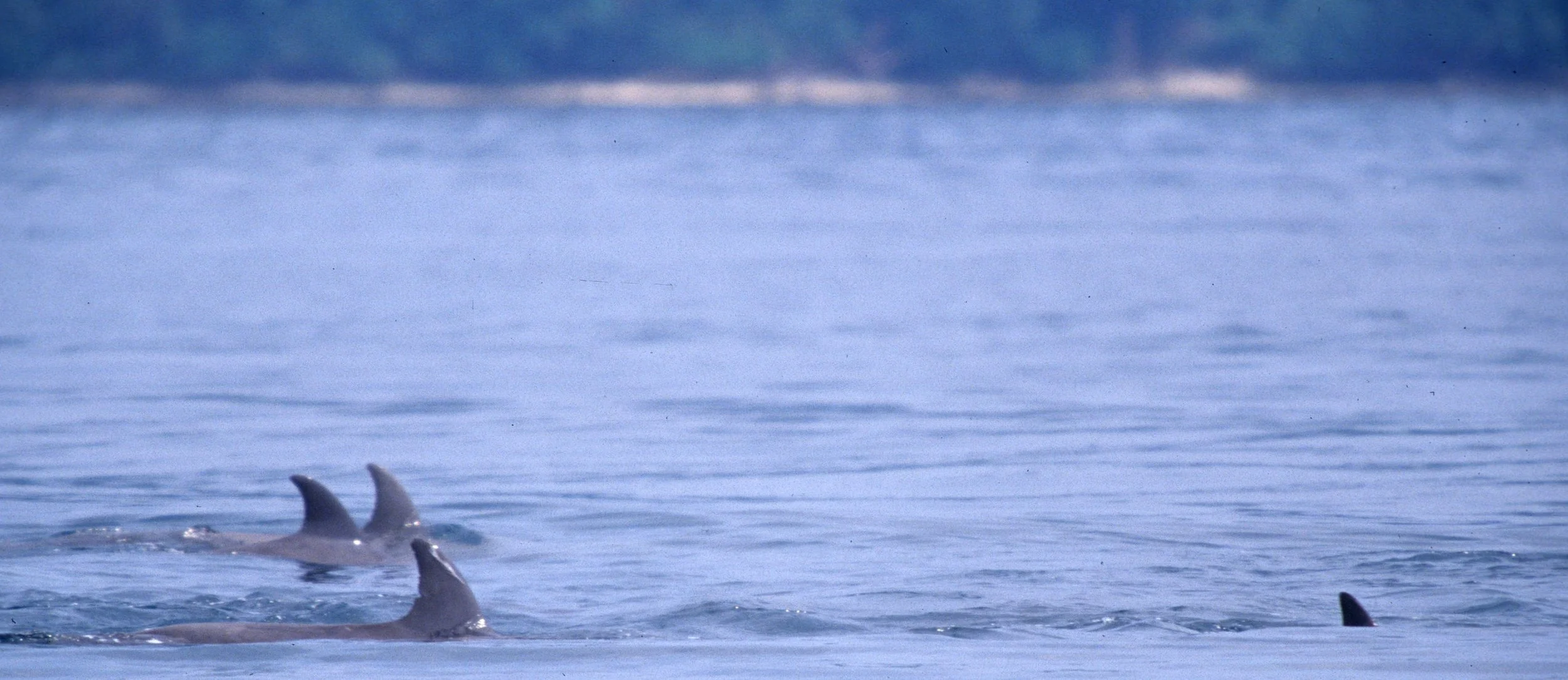 CETACEAN - DOLPHIN - SPECIES A - KOMODO INDONESIA B.jpg