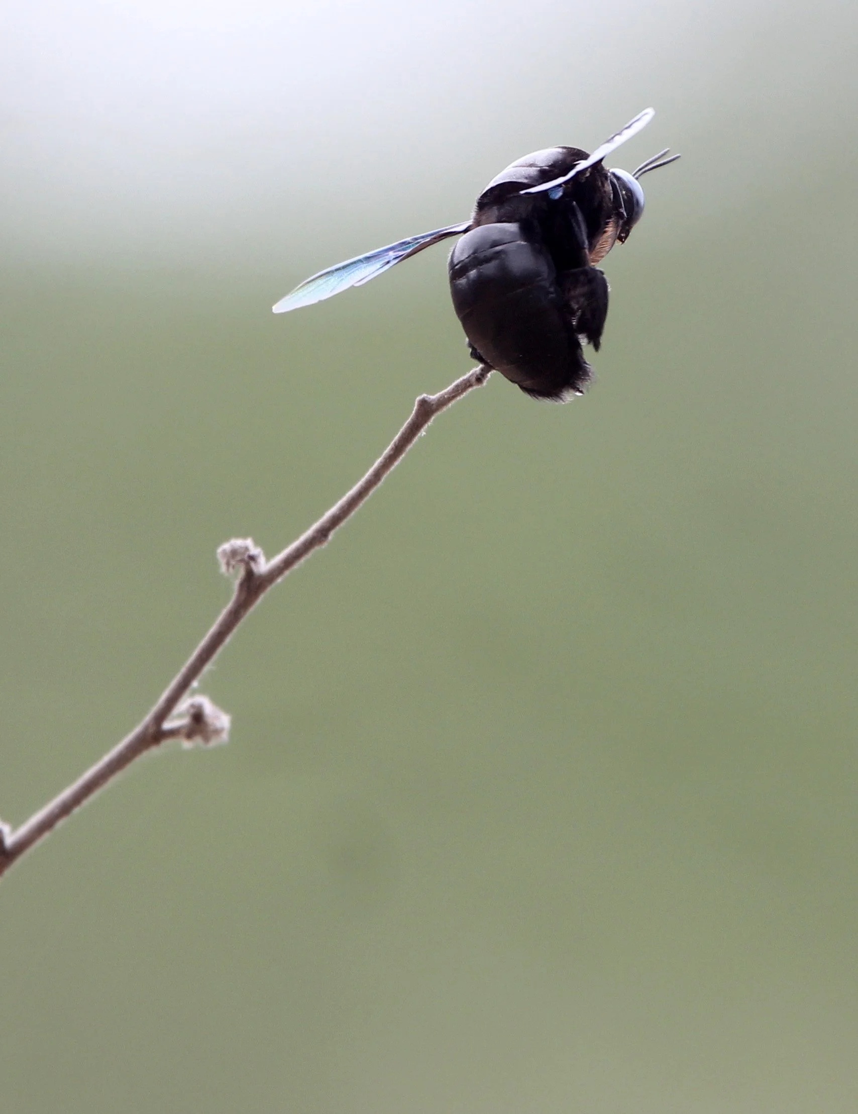 ERAVIKULAM NATIONAL PARK, KERALA INDIA (3).JPG