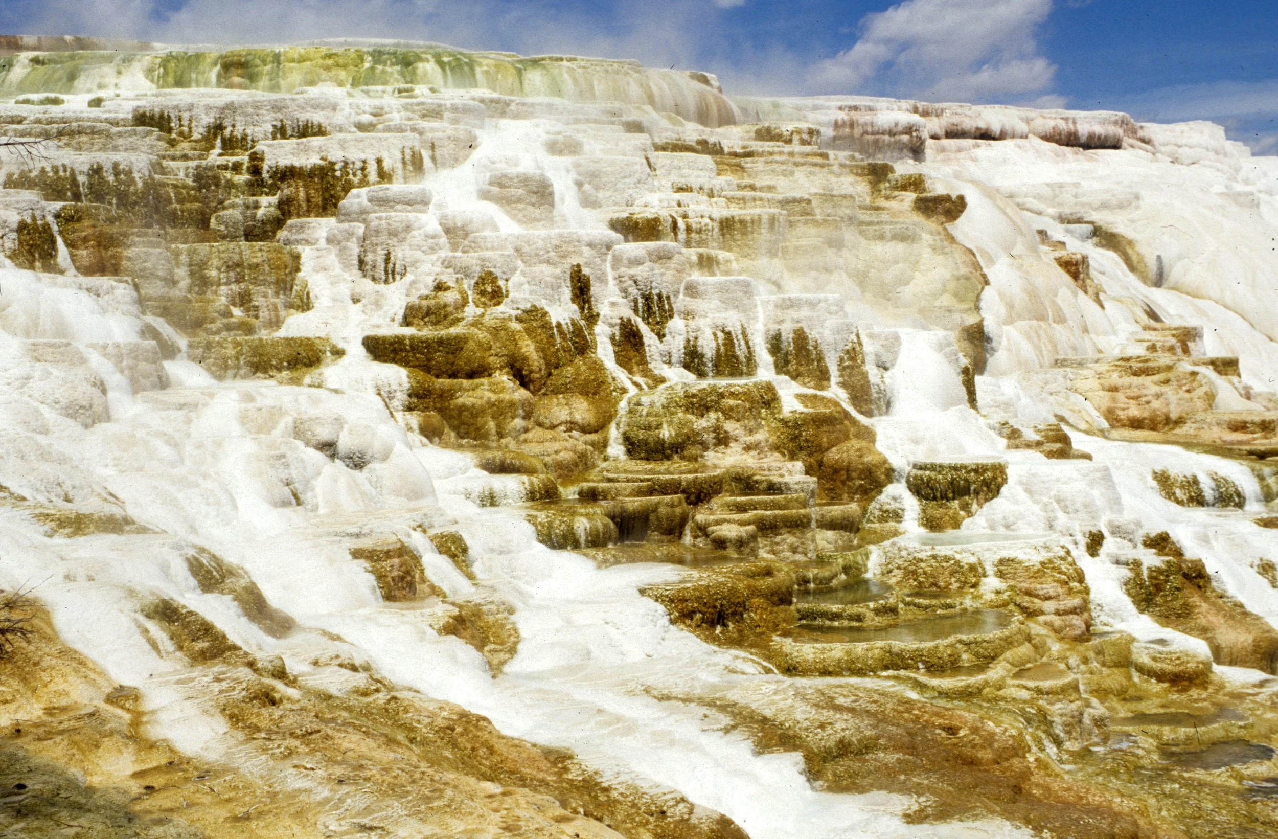 YELLOWSTONE - MAMMOTH HOTSPRINGS EER.jpg